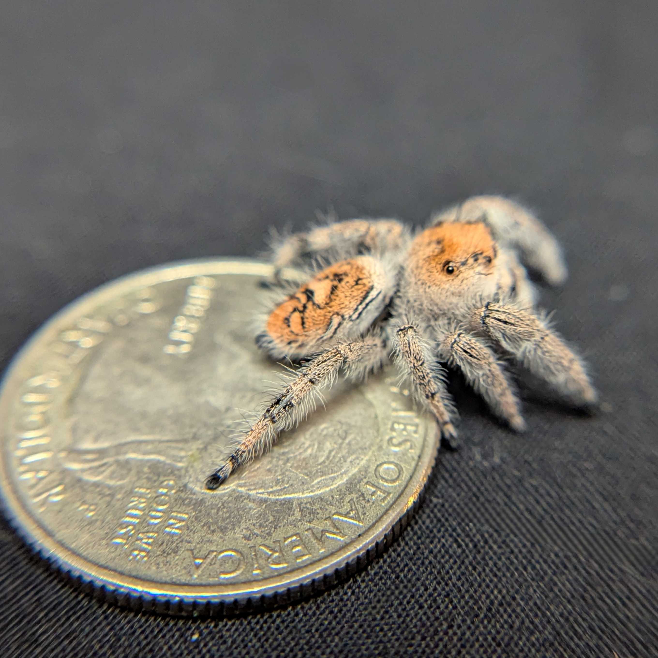 Regal Jumping Spider “Charm”