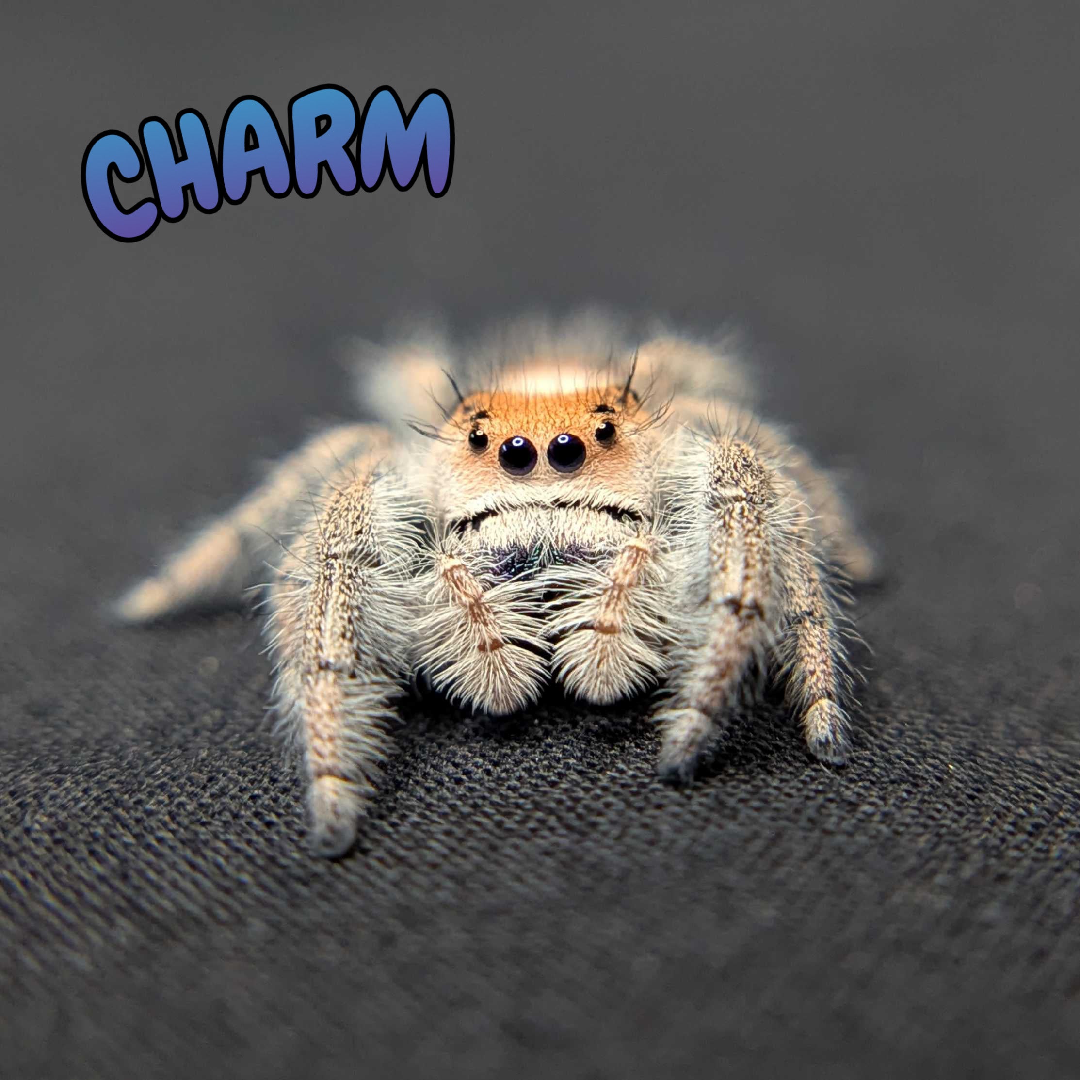 Regal Jumping Spider “Charm”