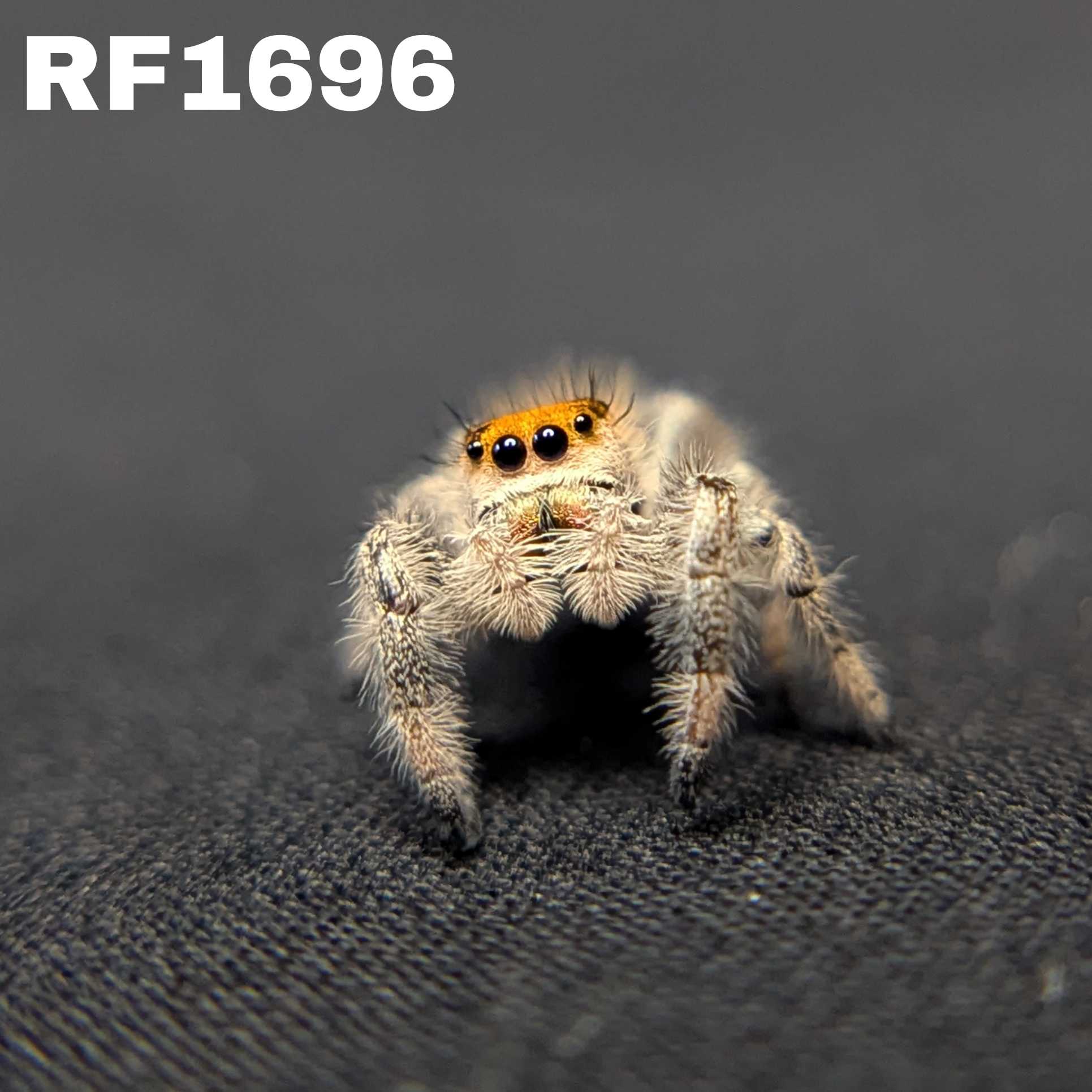 Regal Jumping Spider "Ignisa"