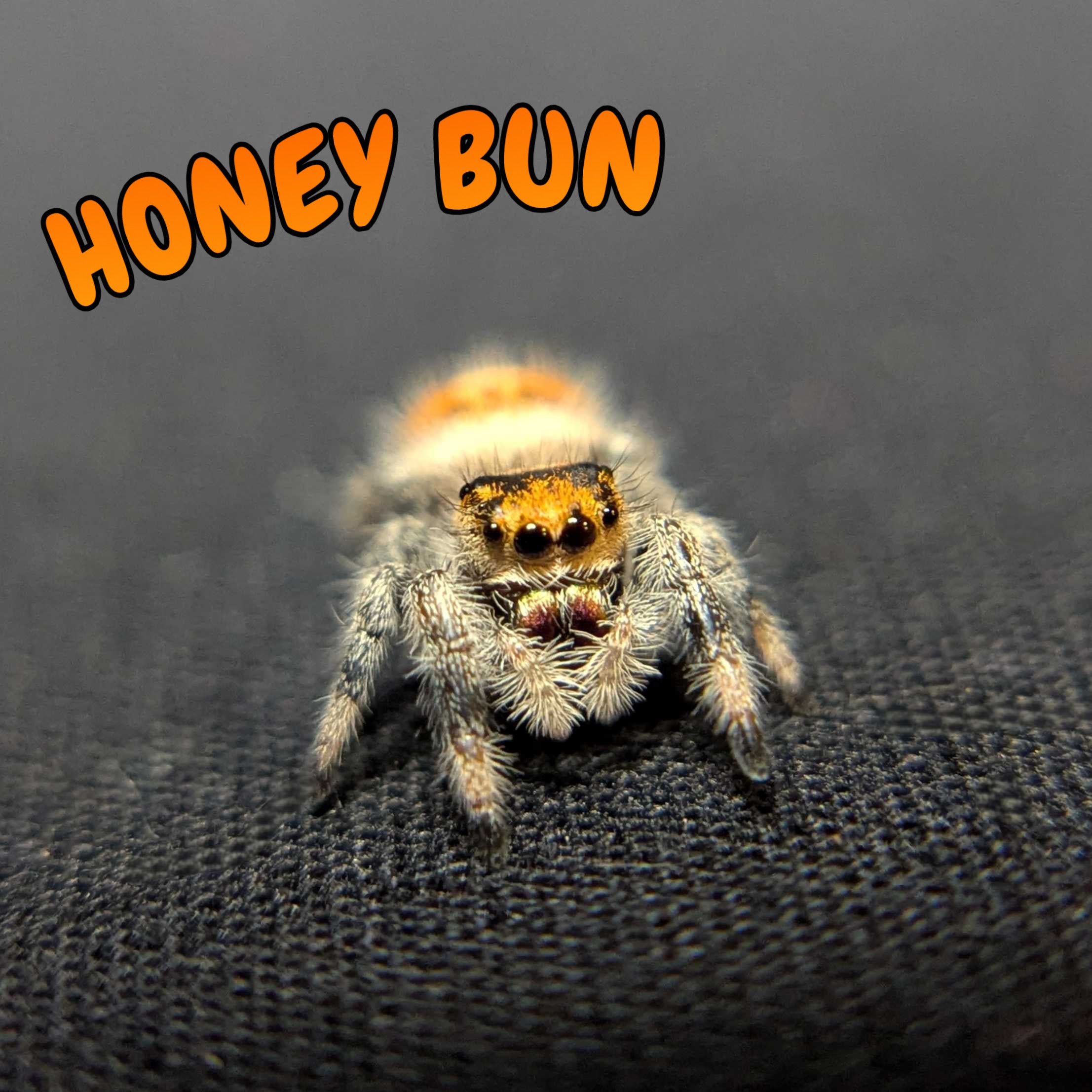 Regal Jumping Spider "Honey Bun"