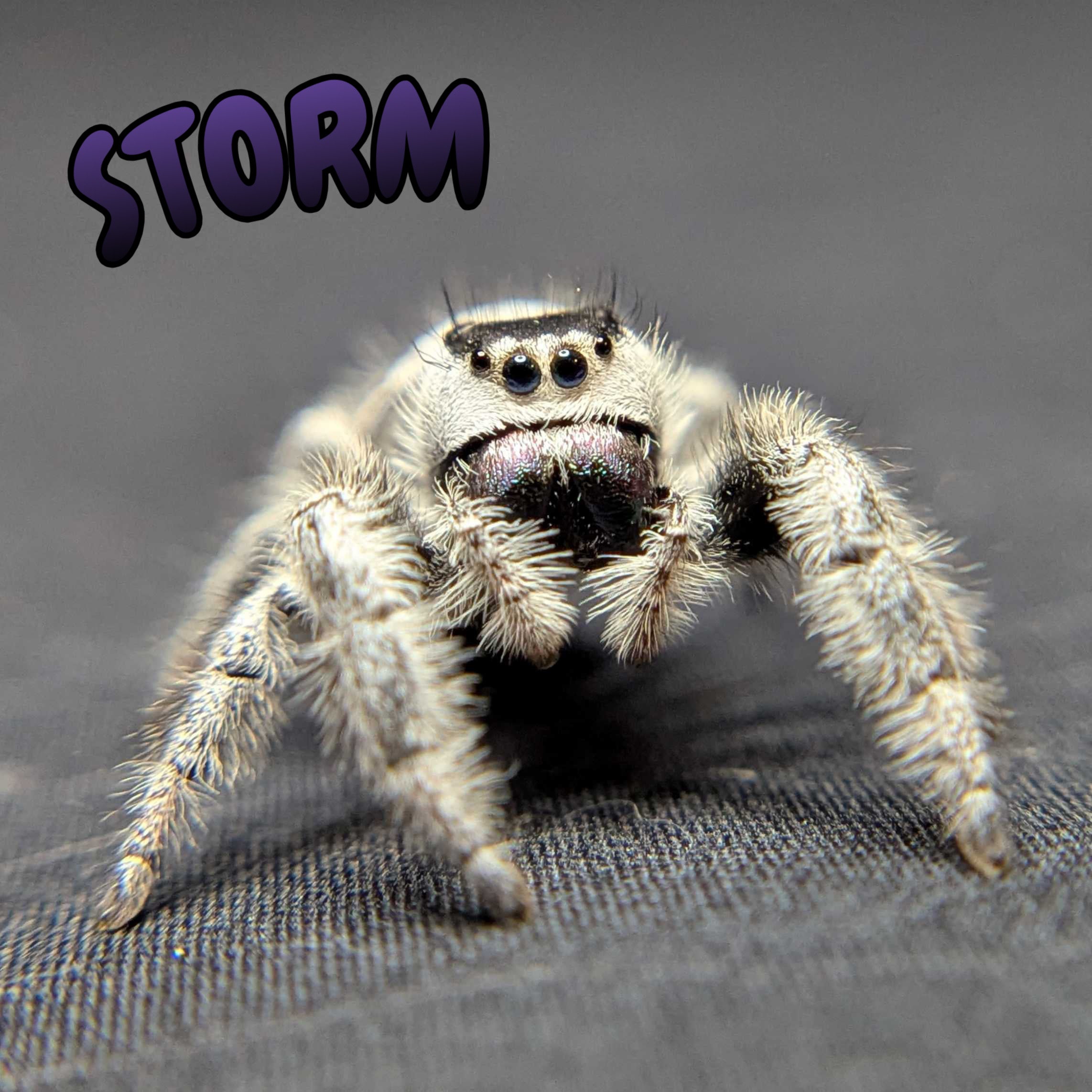 Regal Jumping Spider "Storm" (High White)