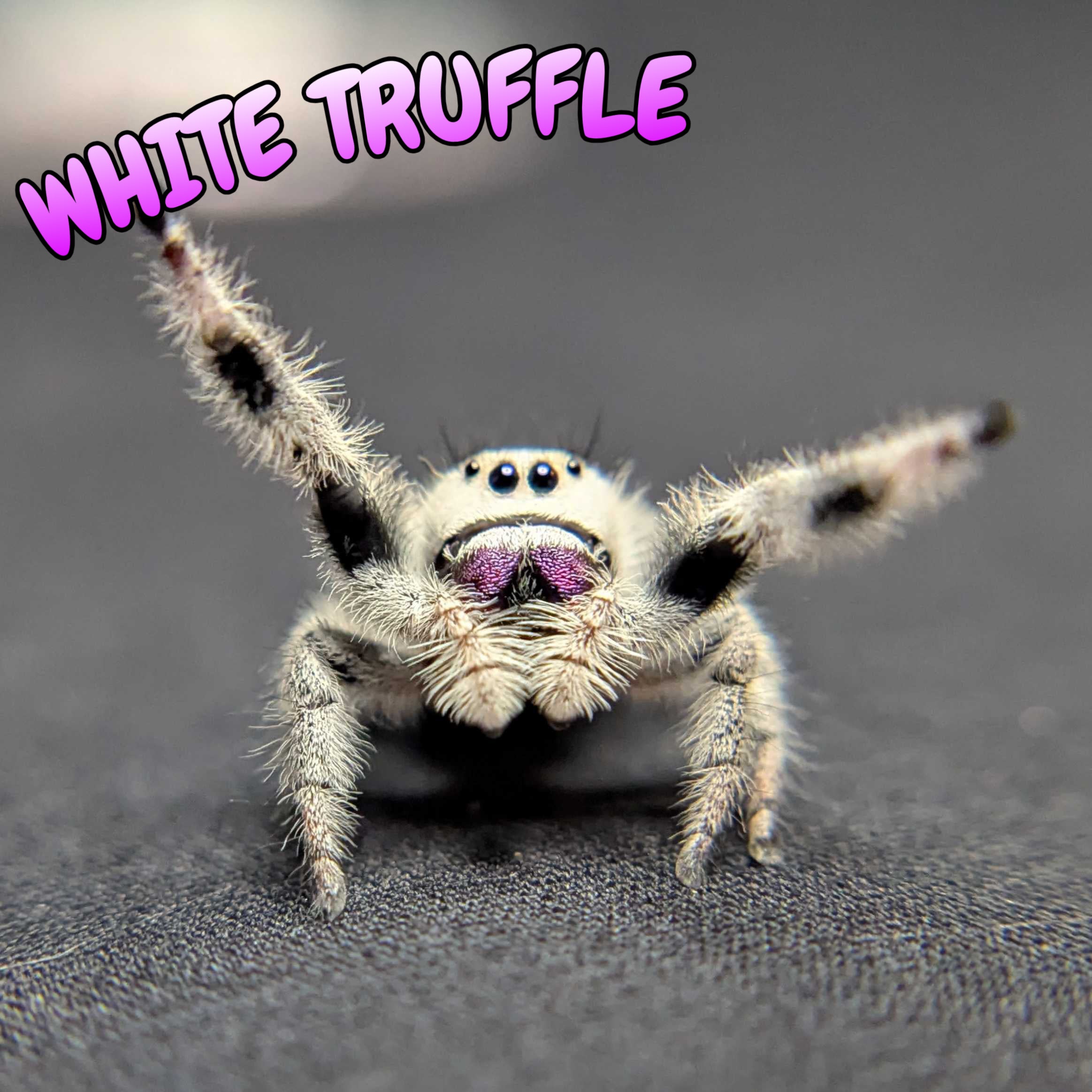 Regal Jumping Spider “White Truffle” (High White)