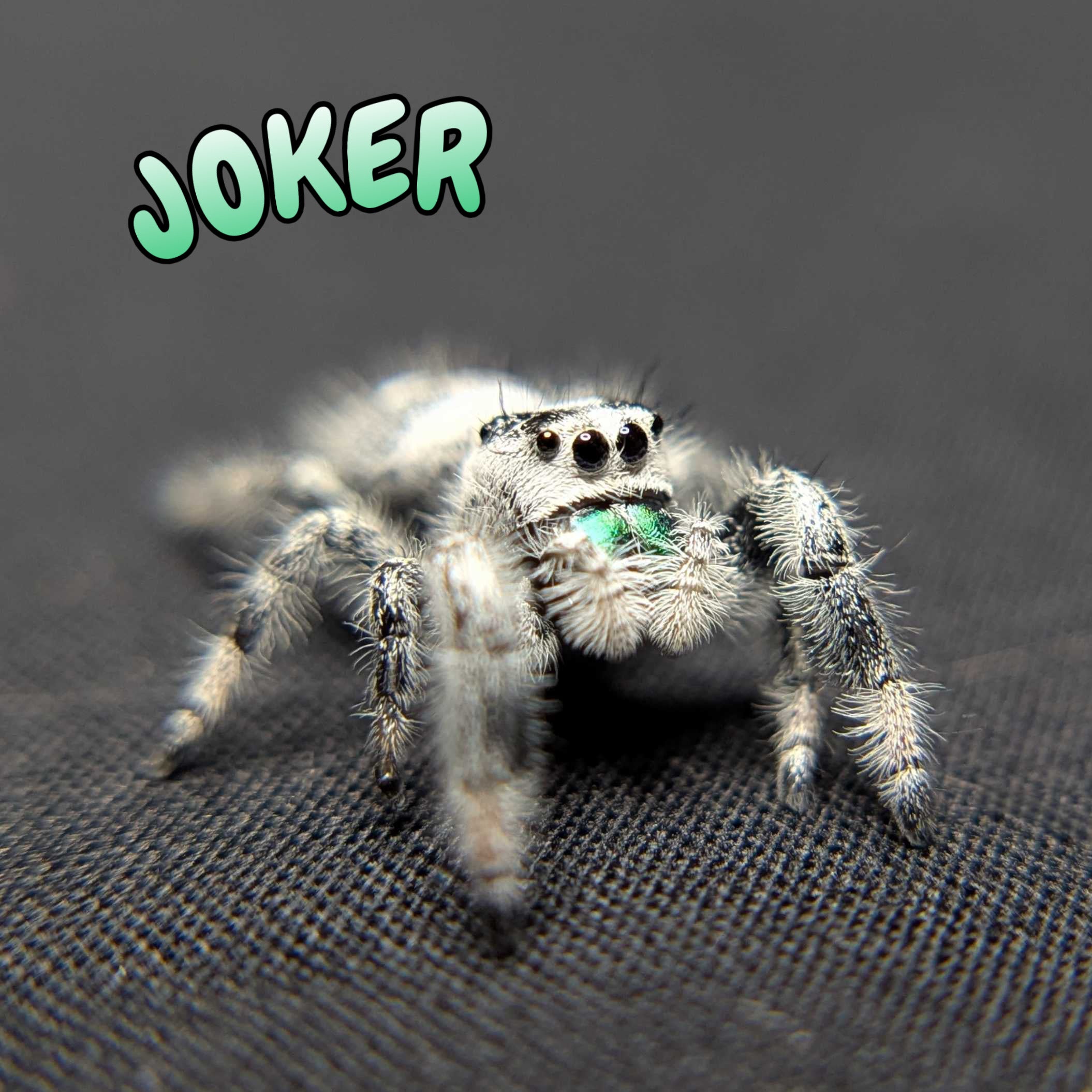 Regal Jumping Spider "Joker" (High White)
