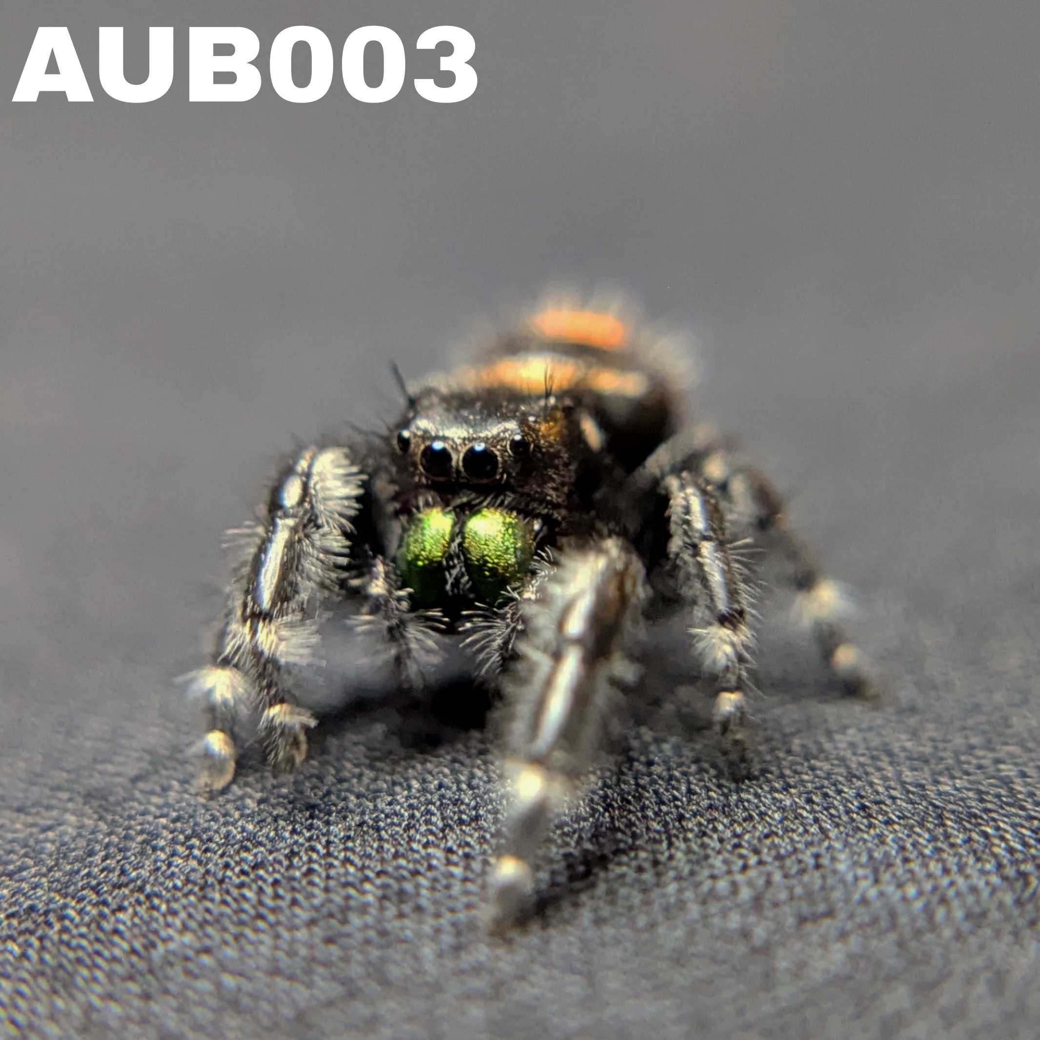 Audax Bryantae Jumping Spider “Foster”