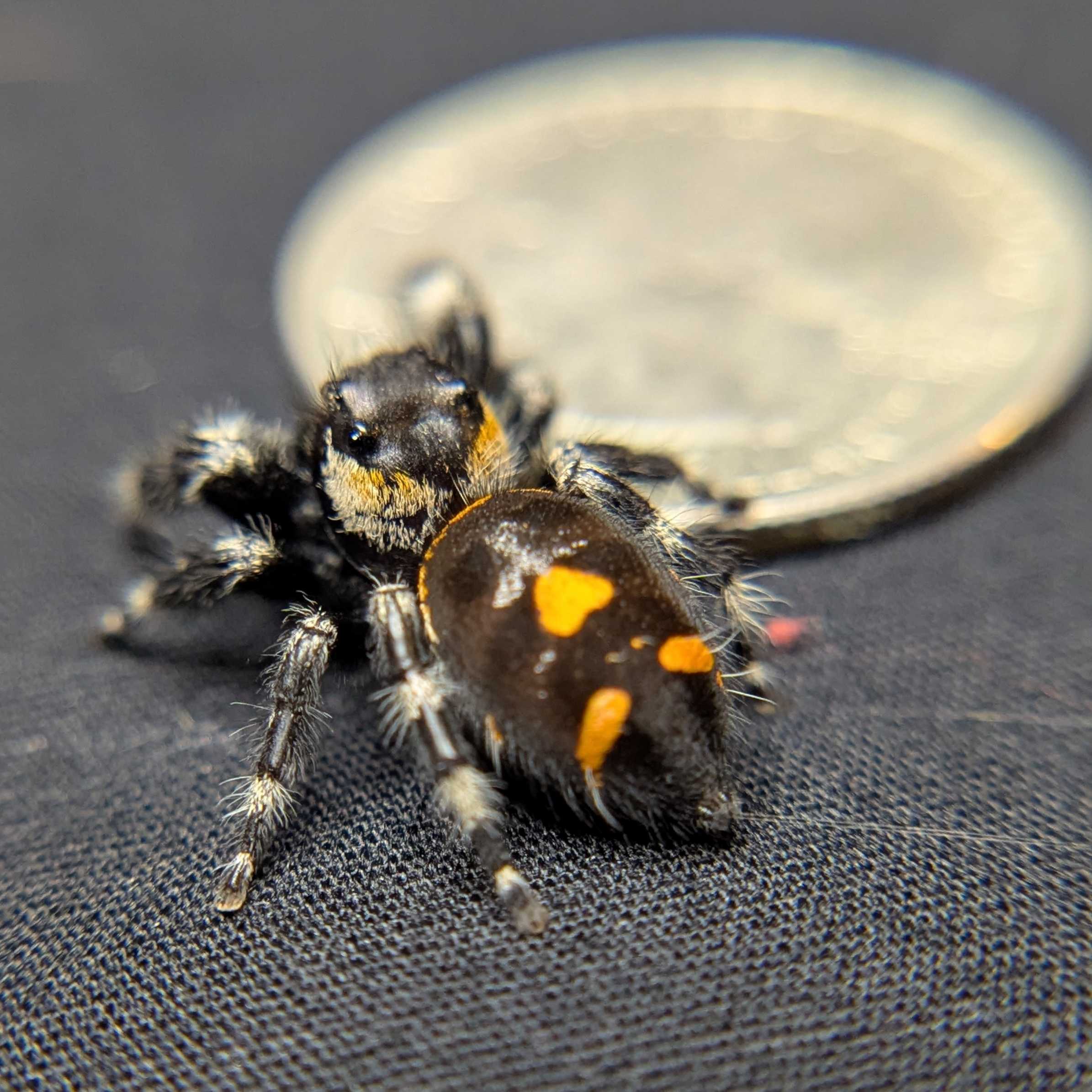 Audax Bryantae Jumping Spider "Halloween"