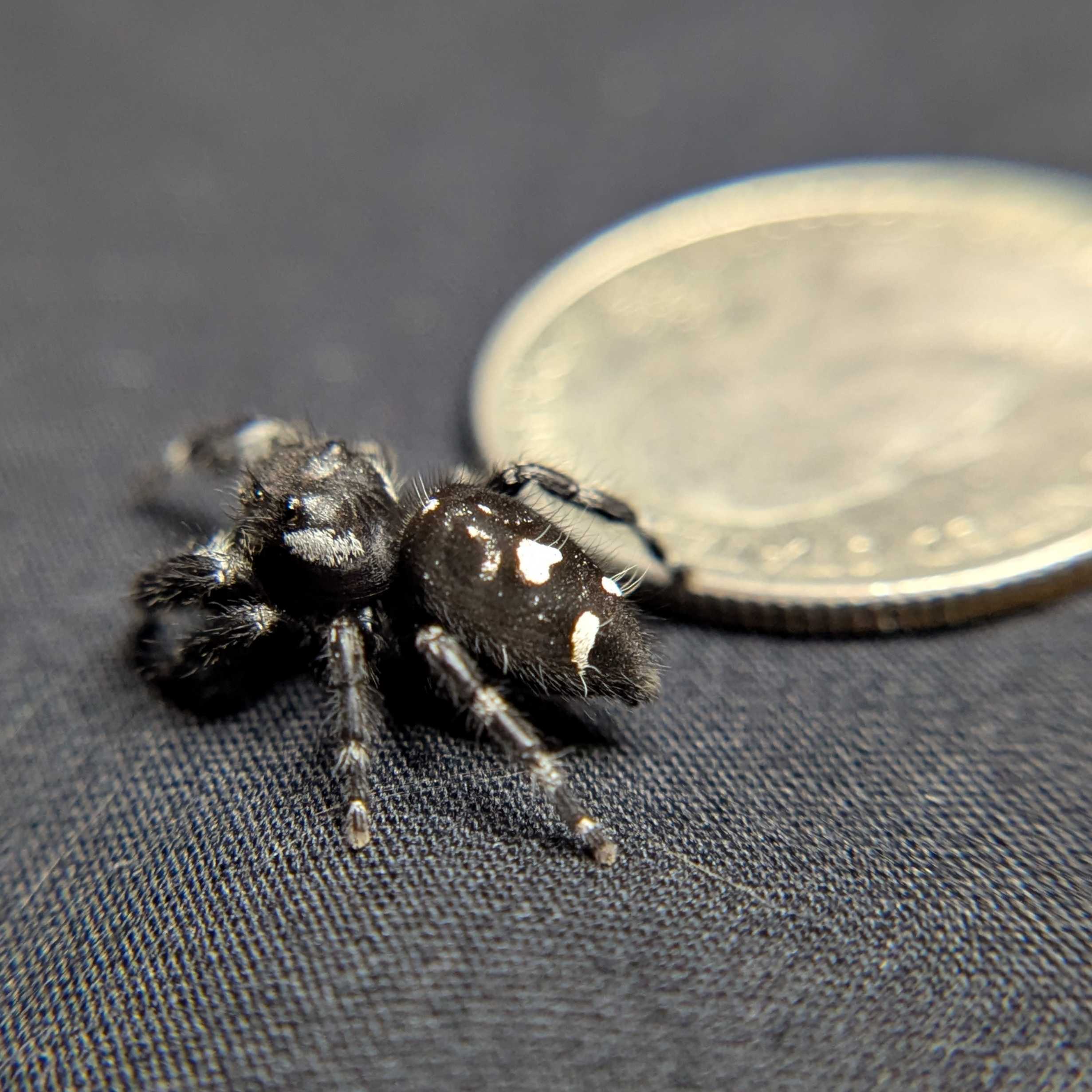 Audax Jumping Spider "Charcoal"
