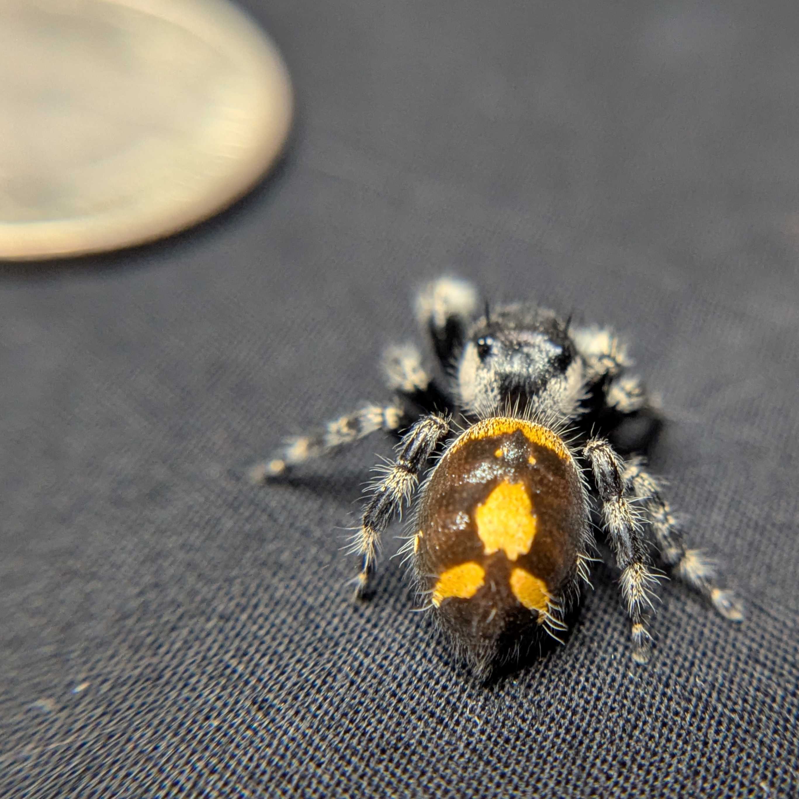 Audax Bryantae Jumping Spider “Pumpkin King”