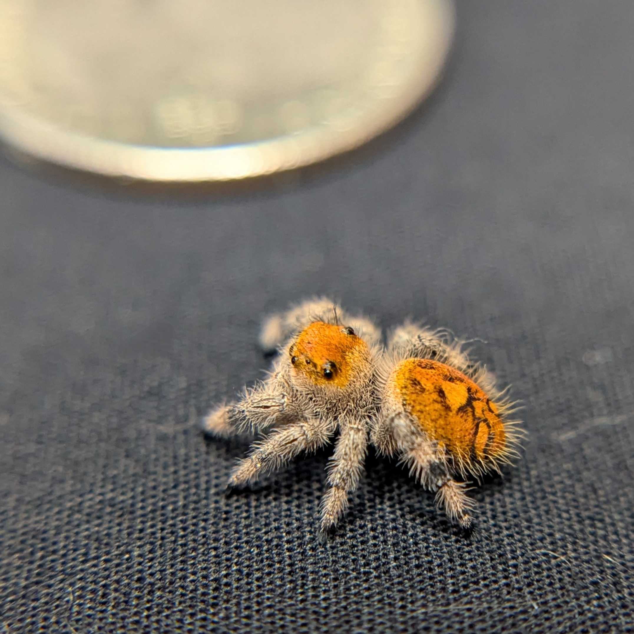 Regal Jumping Spider "Vampire"