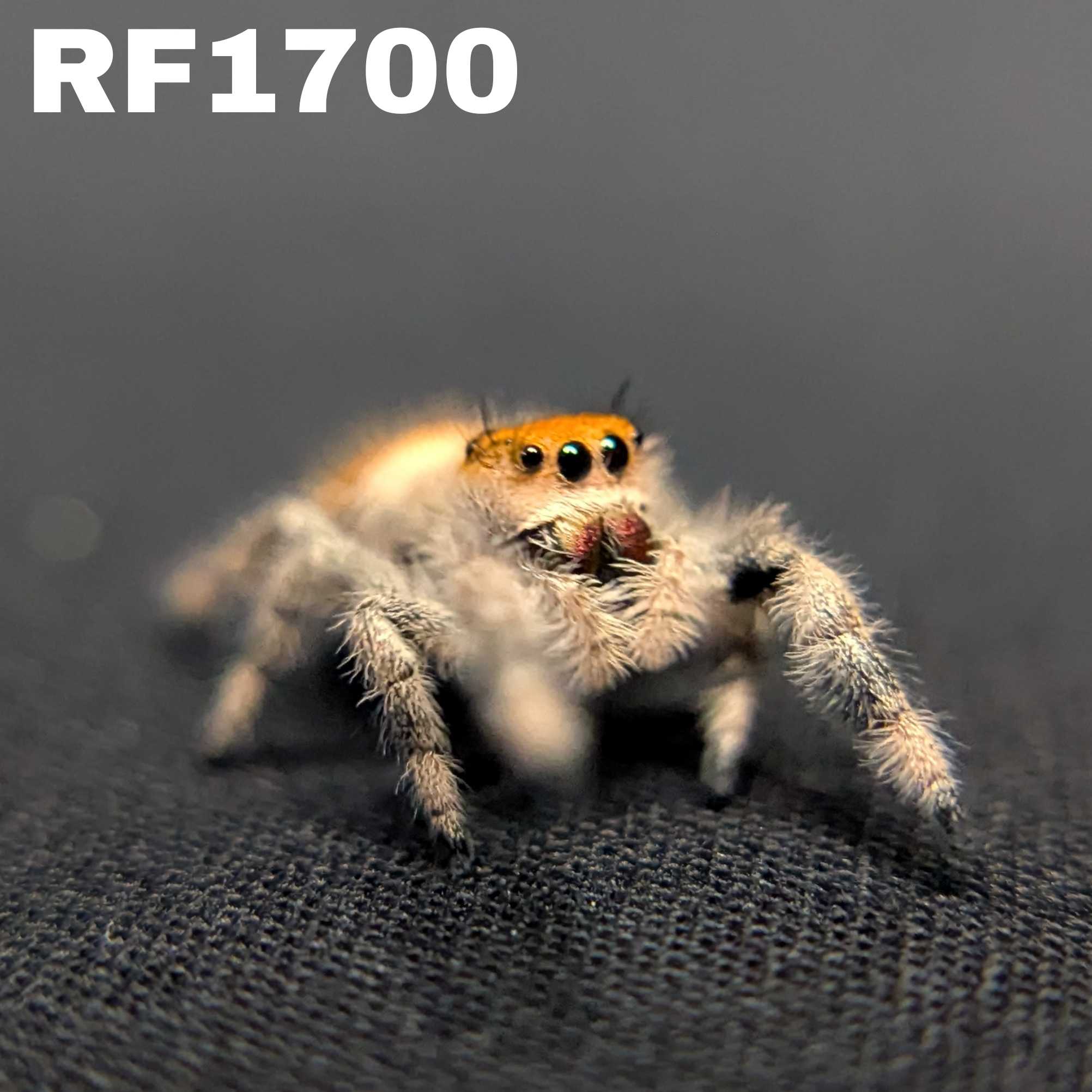 Regal Jumping Spider "Vampire"