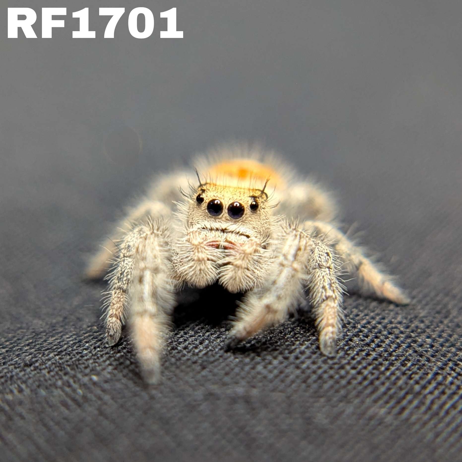 Regal Jumping Spider "Sundae"