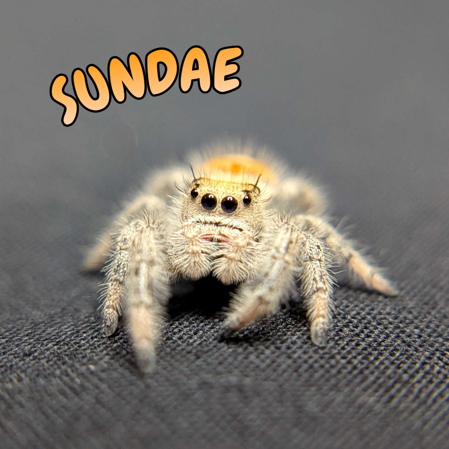 Regal Jumping Spider "Sundae"