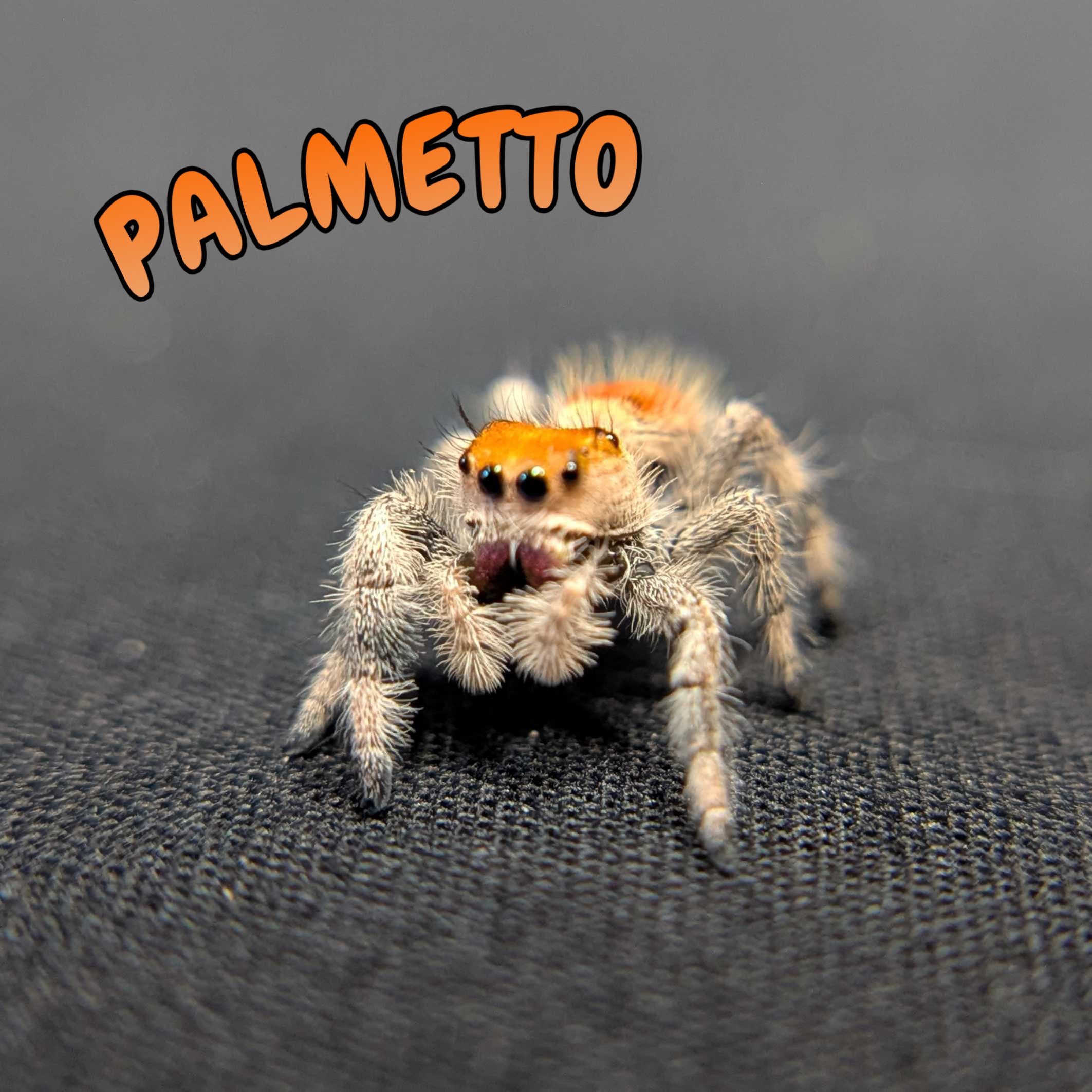 Regal Jumping Spider “Palmetto”
