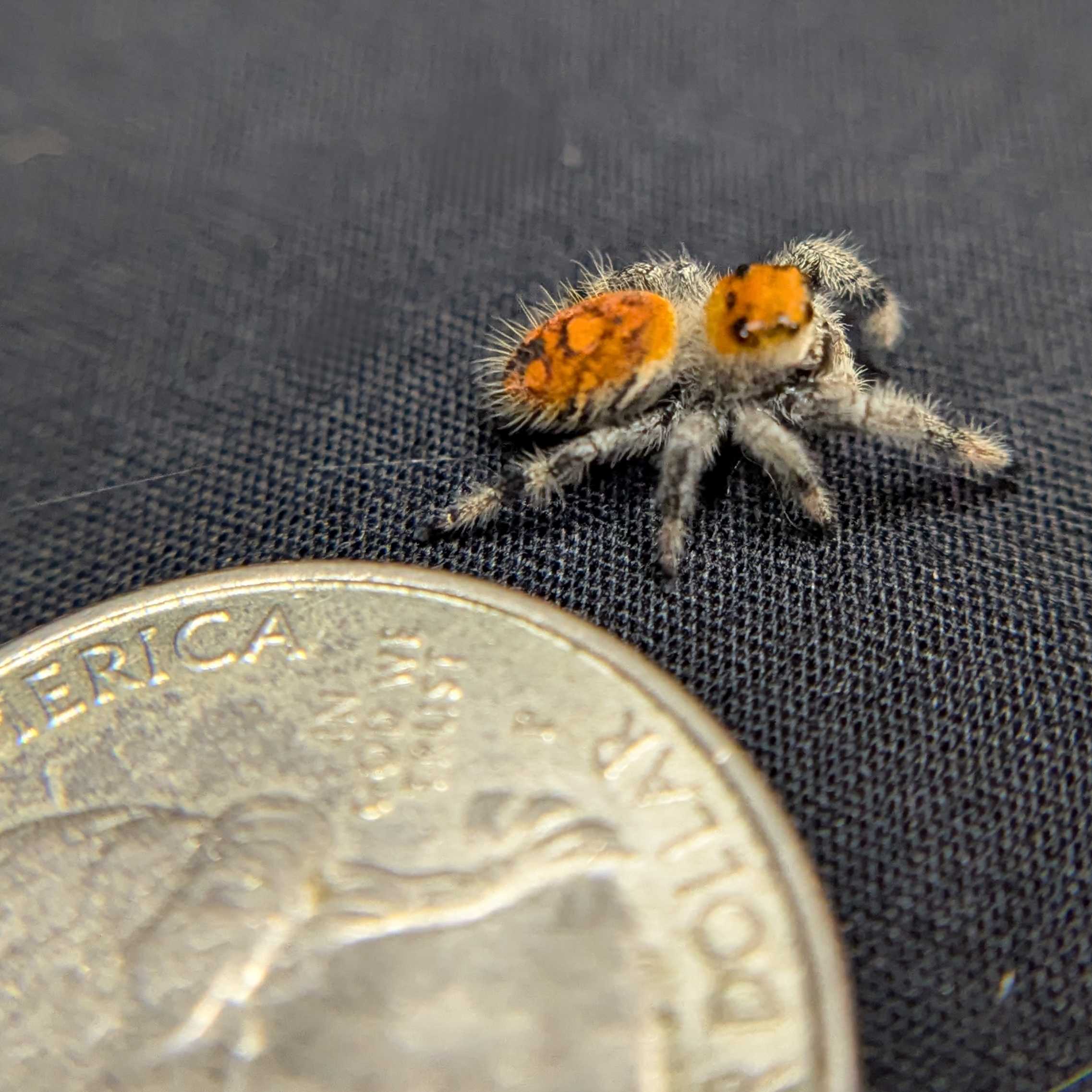 Regal Jumping Spider "Citrus Twist"