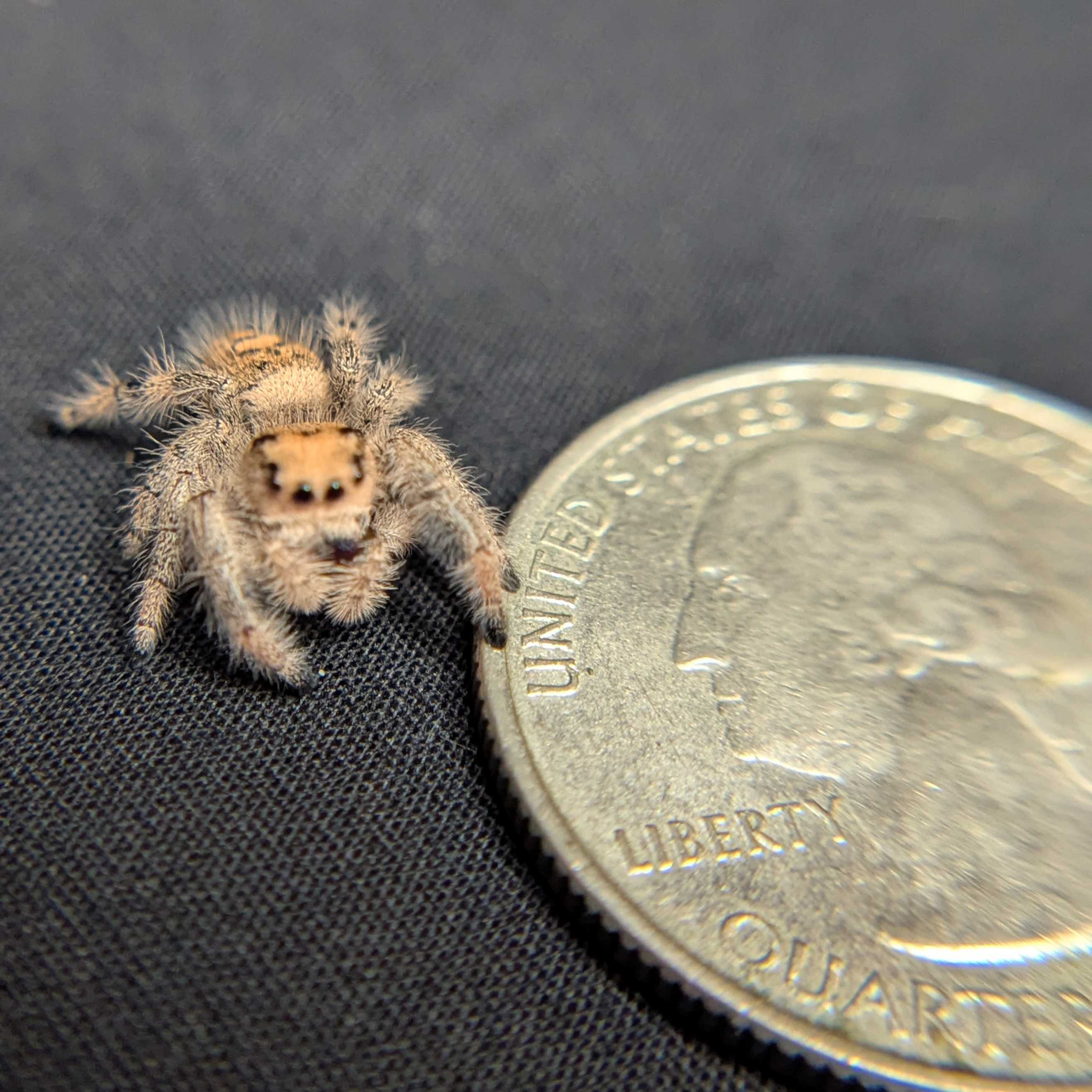 Regal Jumping Spider "Sourdough"