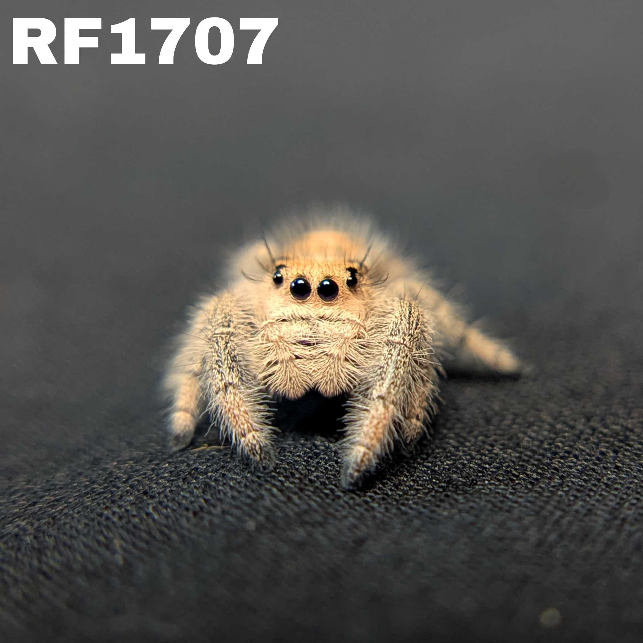 Regal Jumping Spider "Sourdough"