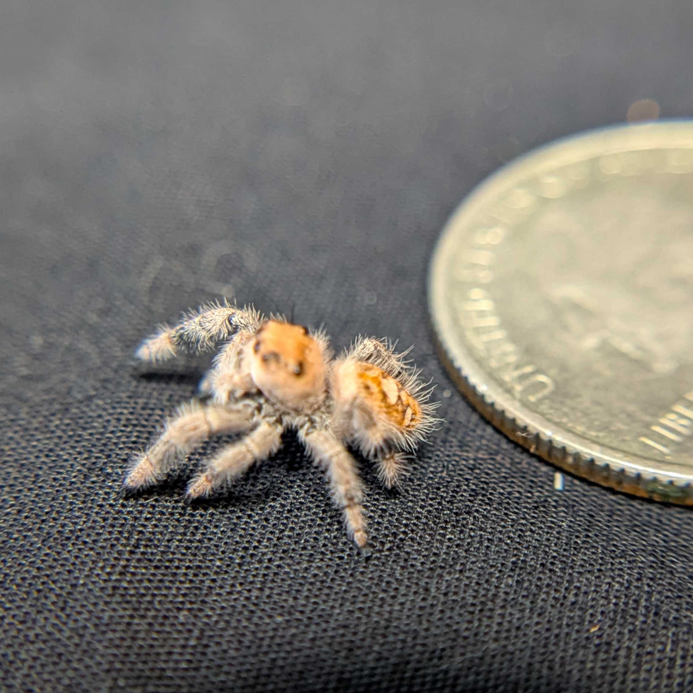 Regal Jumping Spider "Juice"