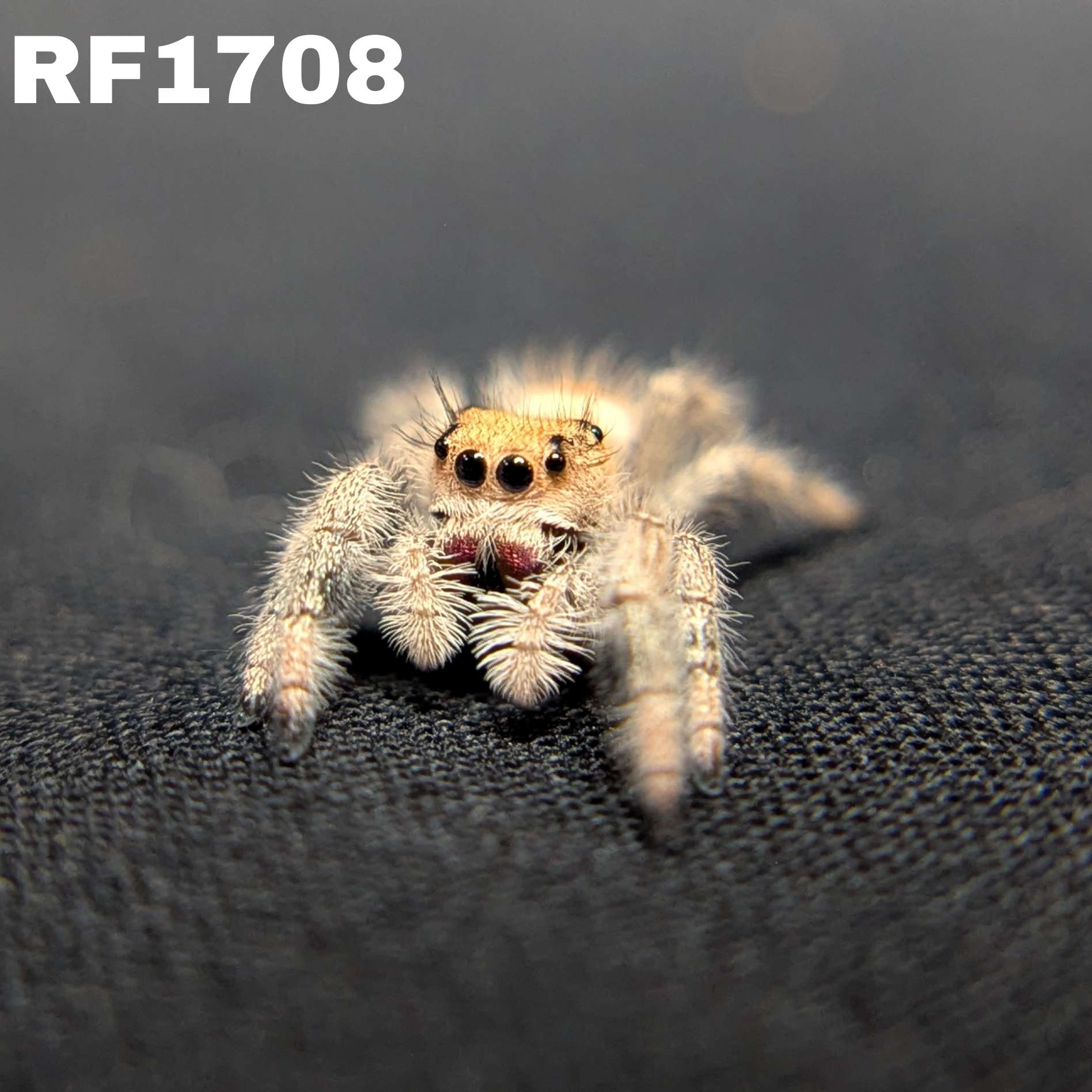 Regal Jumping Spider "Juice"