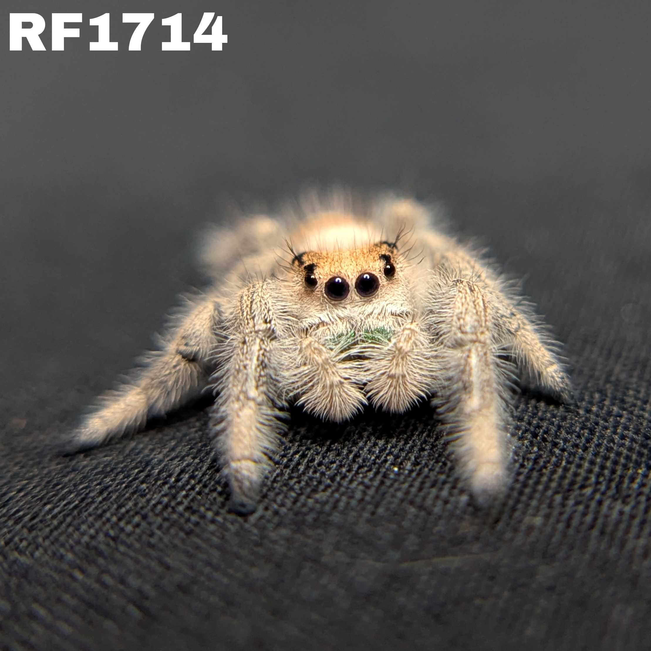 Regal Jumping Spider "Green Apple"