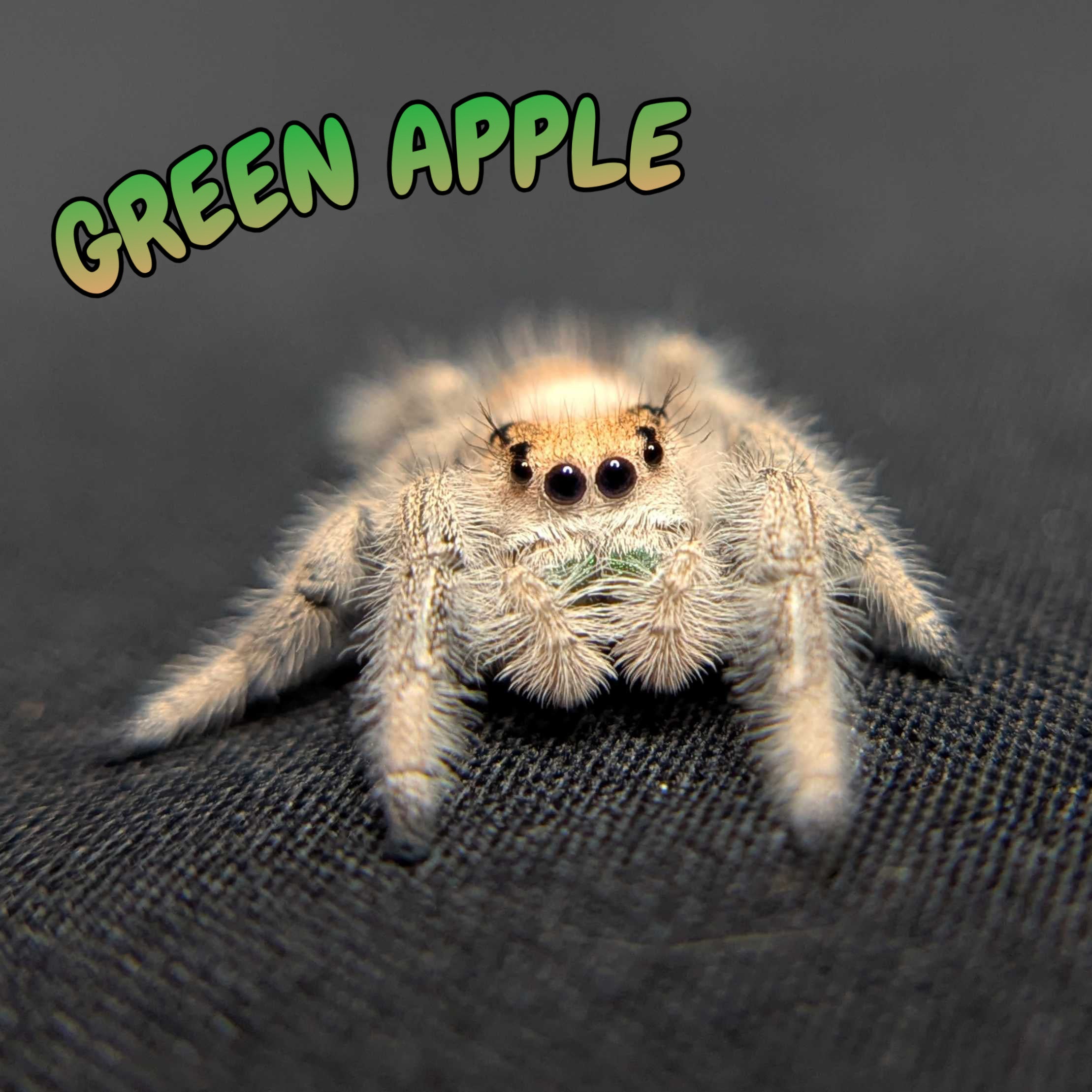Regal Jumping Spider "Green Apple"