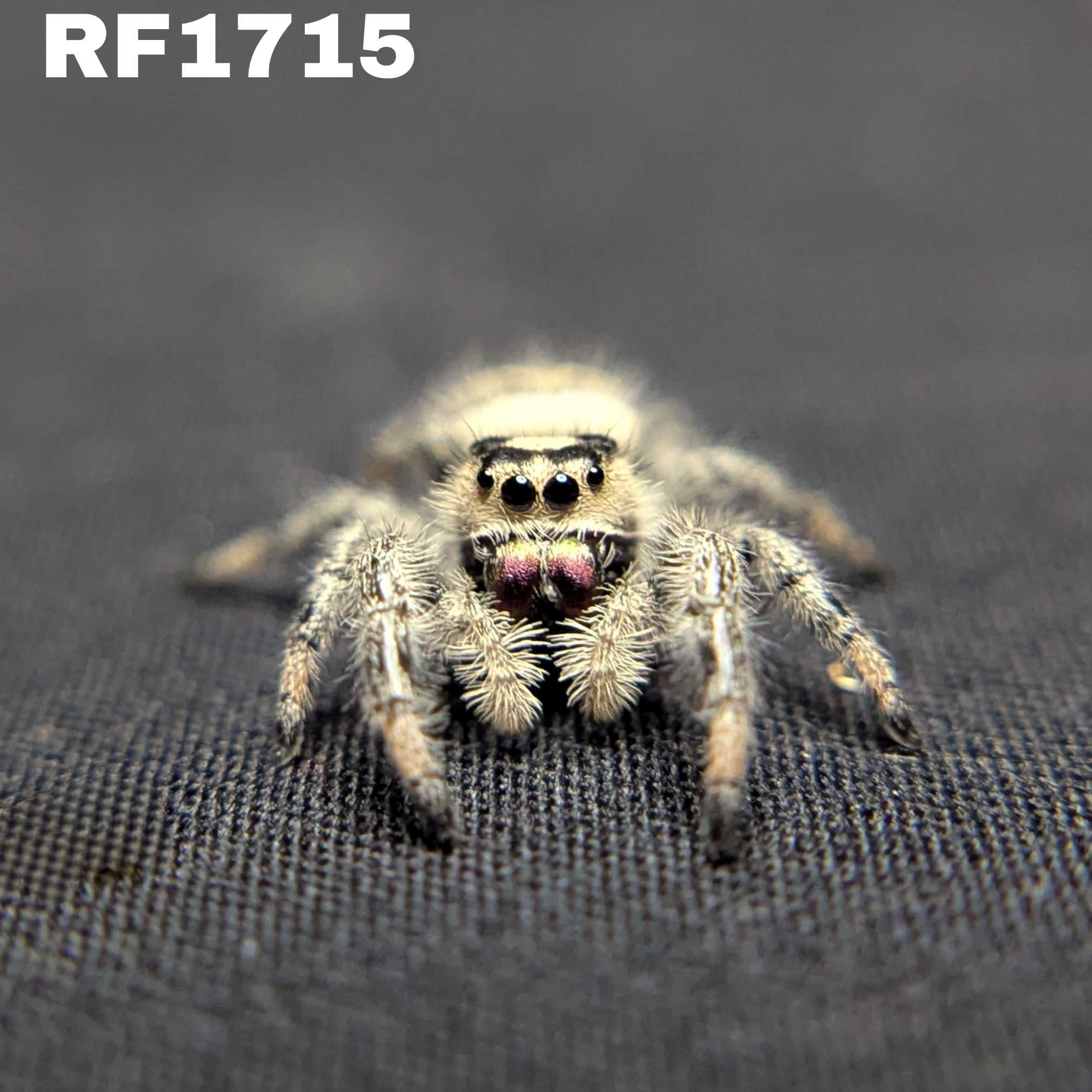 Regal Jumping Spider "Cookies n Cream"