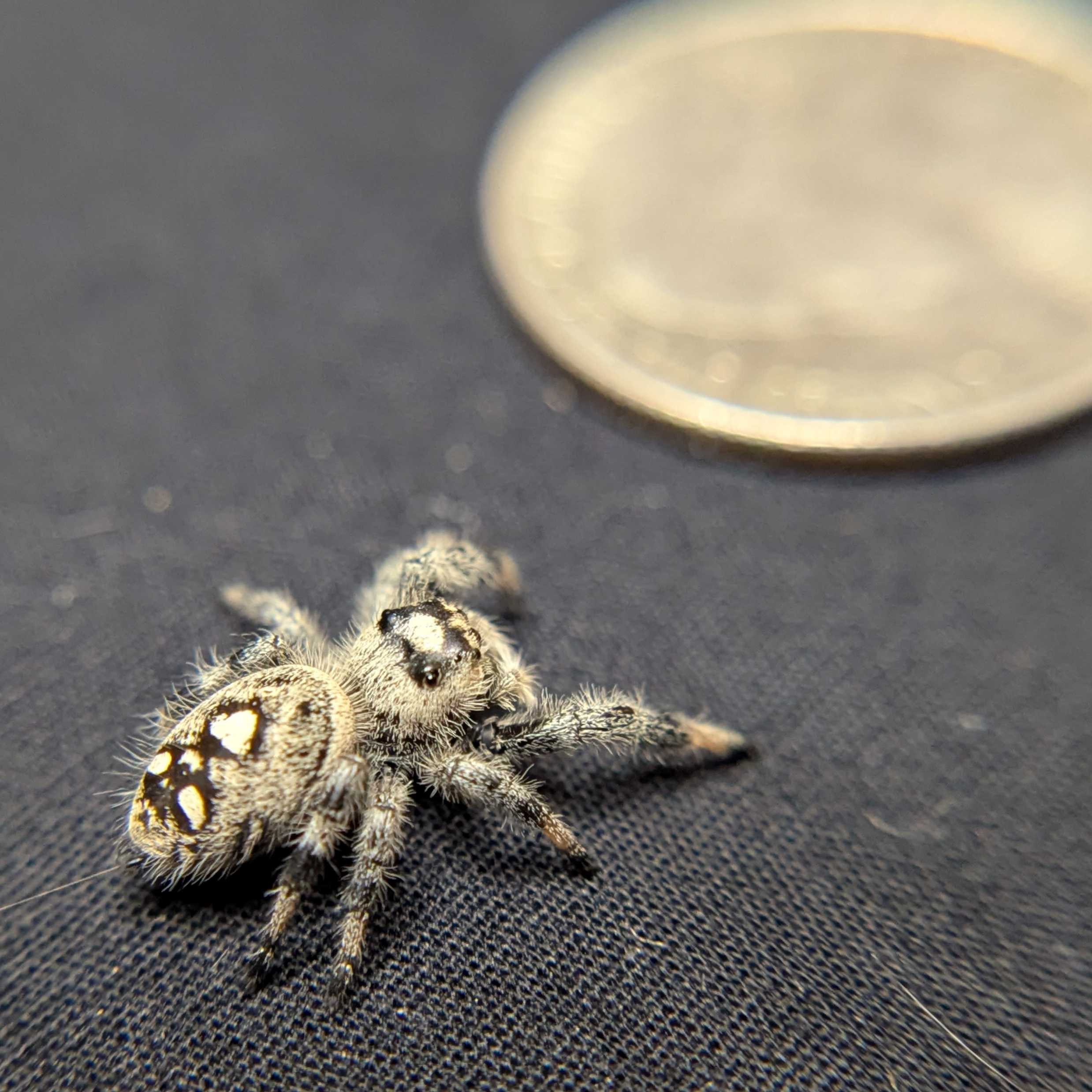 Regal Jumping Spider "Cookies n Cream"