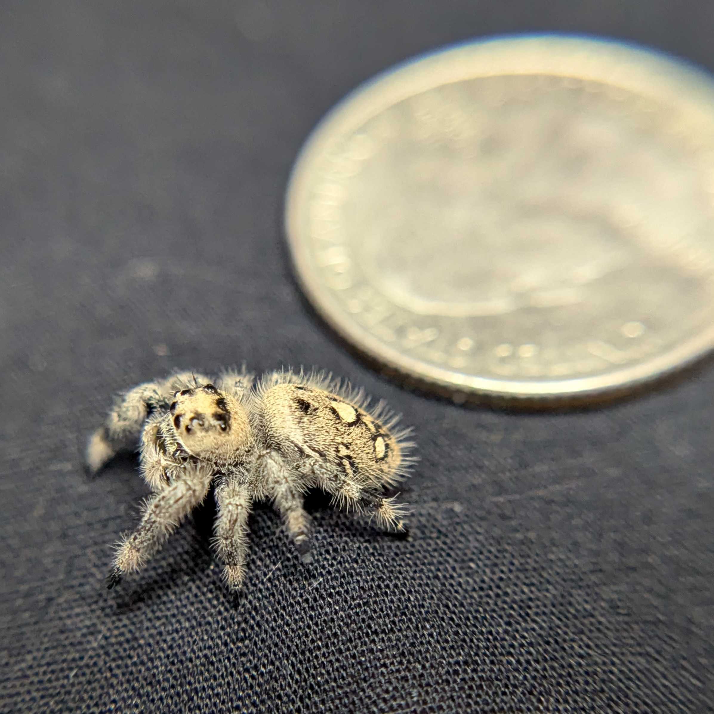 Regal Jumping Spider "Sugar"