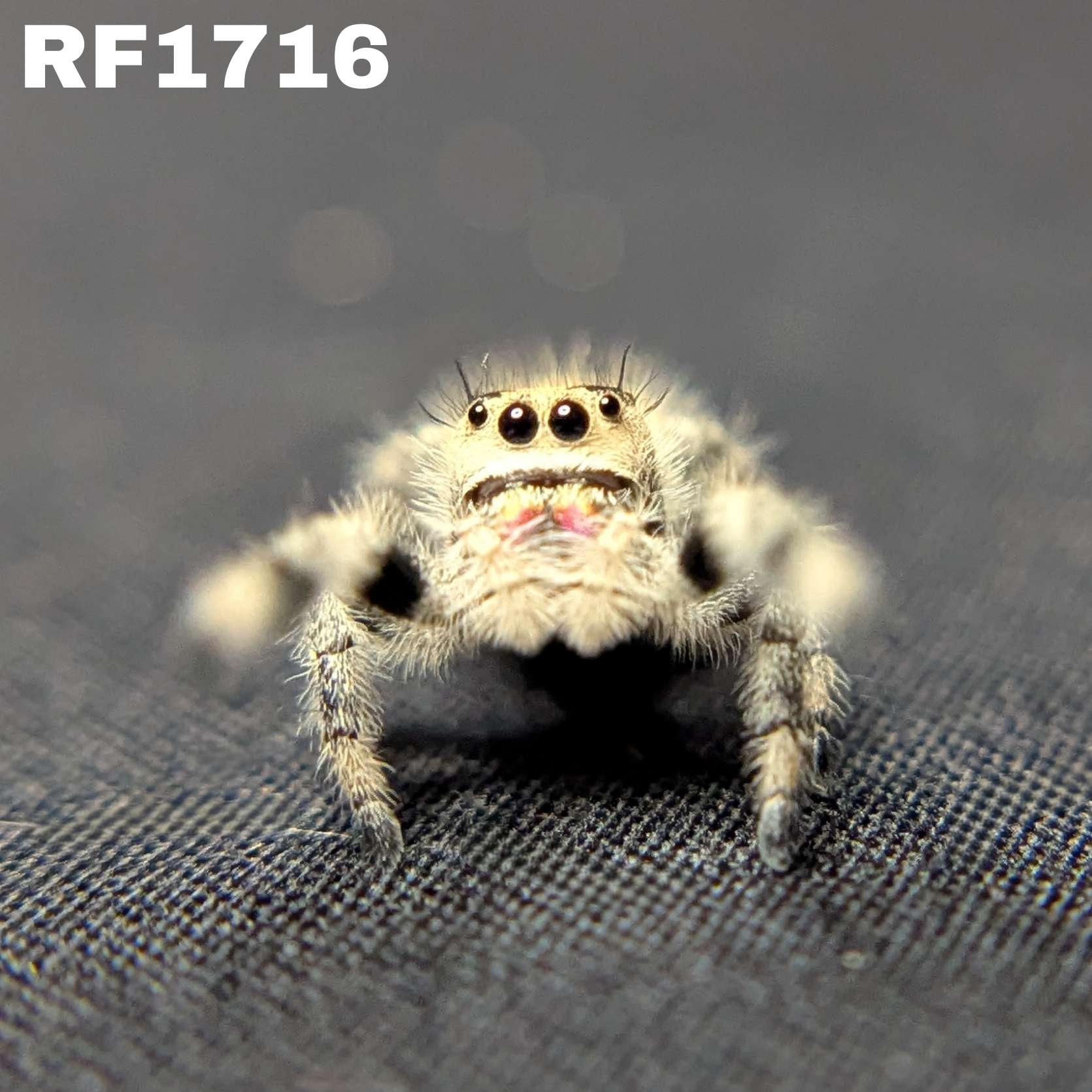 Regal Jumping Spider "Sugar"