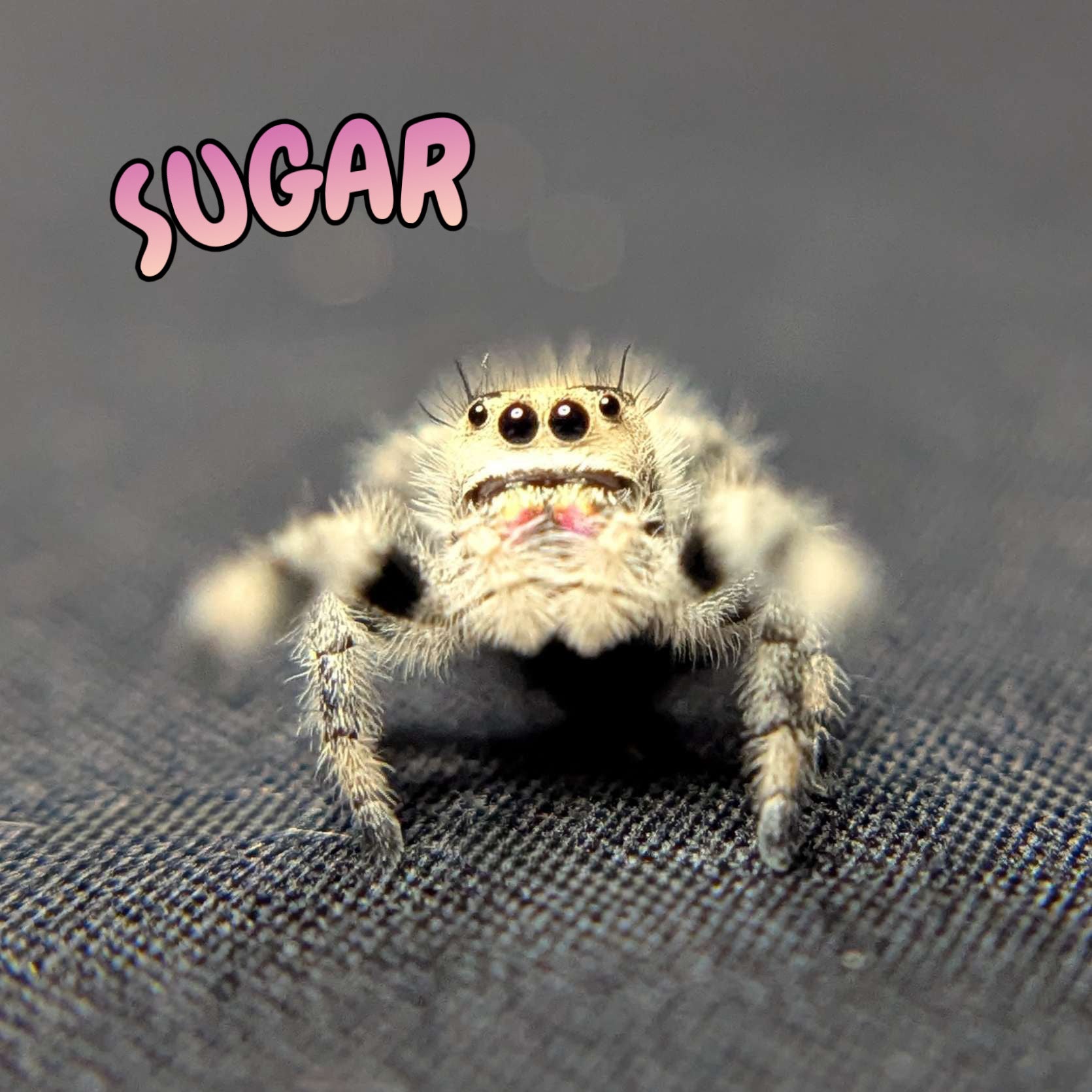 Regal Jumping Spider "Sugar"