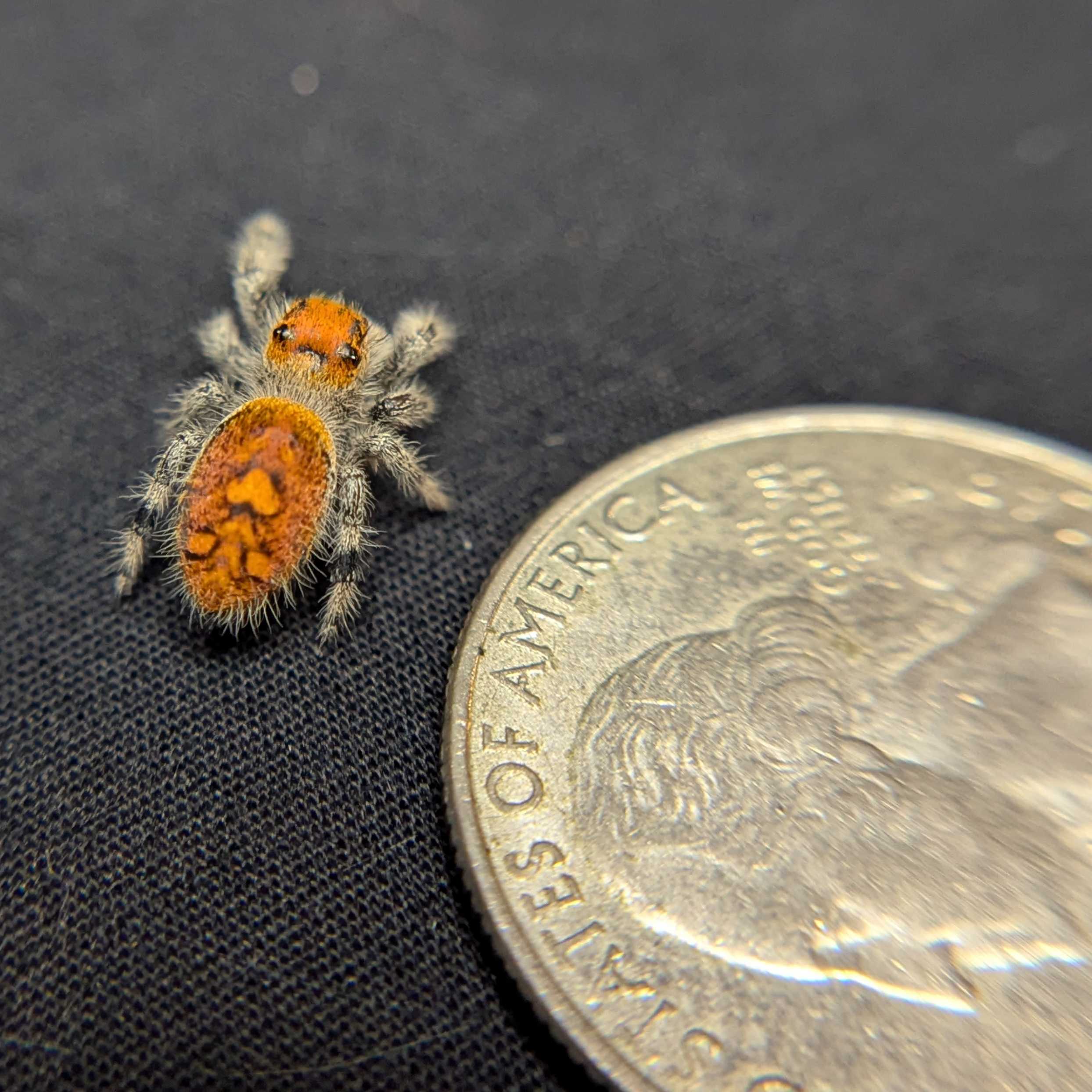 Regal Jumping Spider "Citrine"