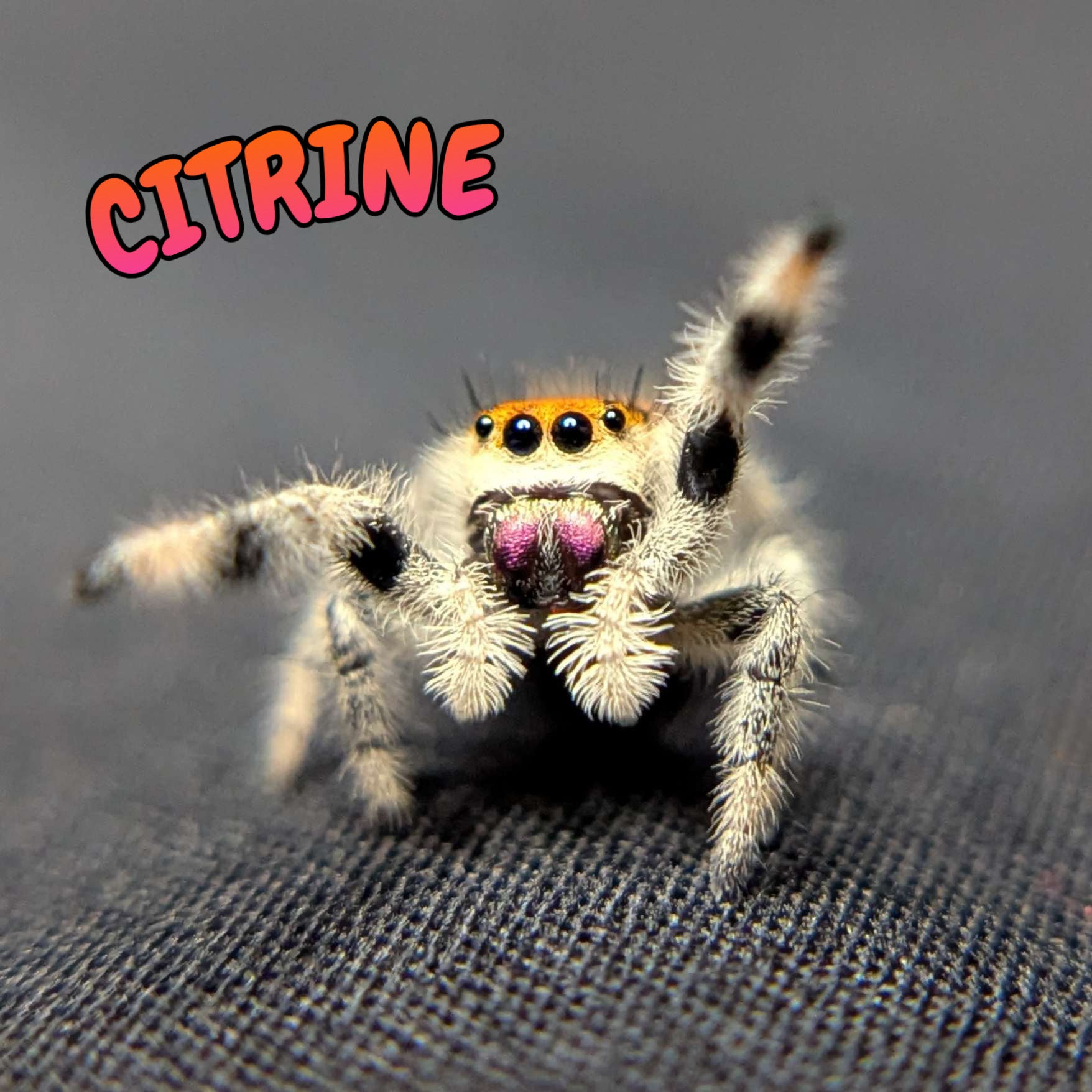 Regal Jumping Spider "Citrine"