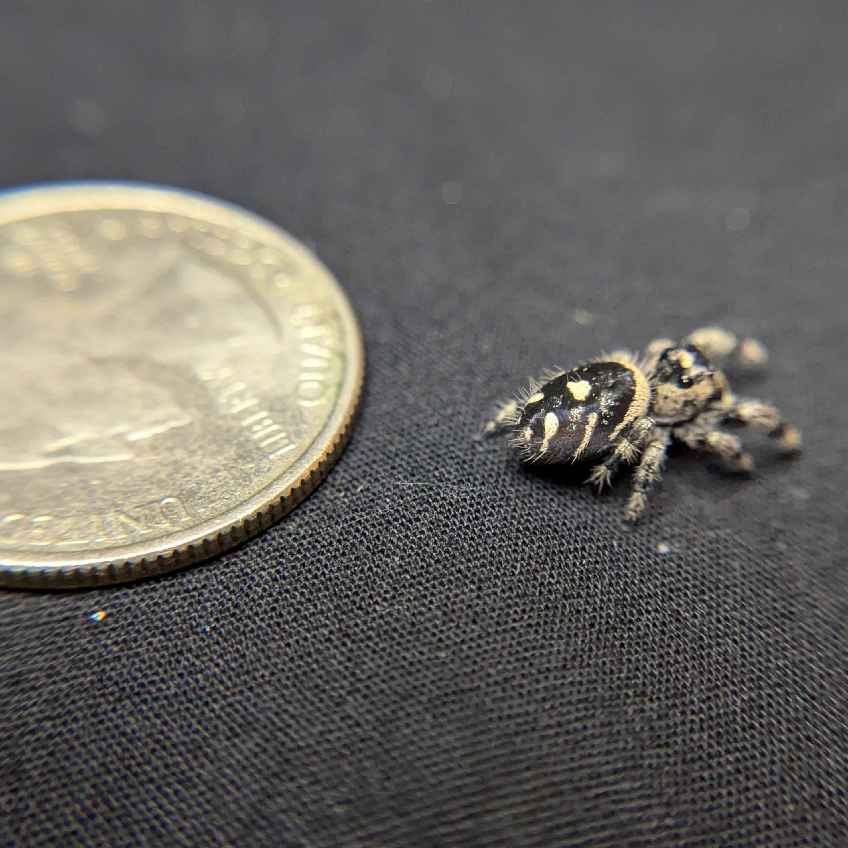 Regal Jumping Spider "Smokey"