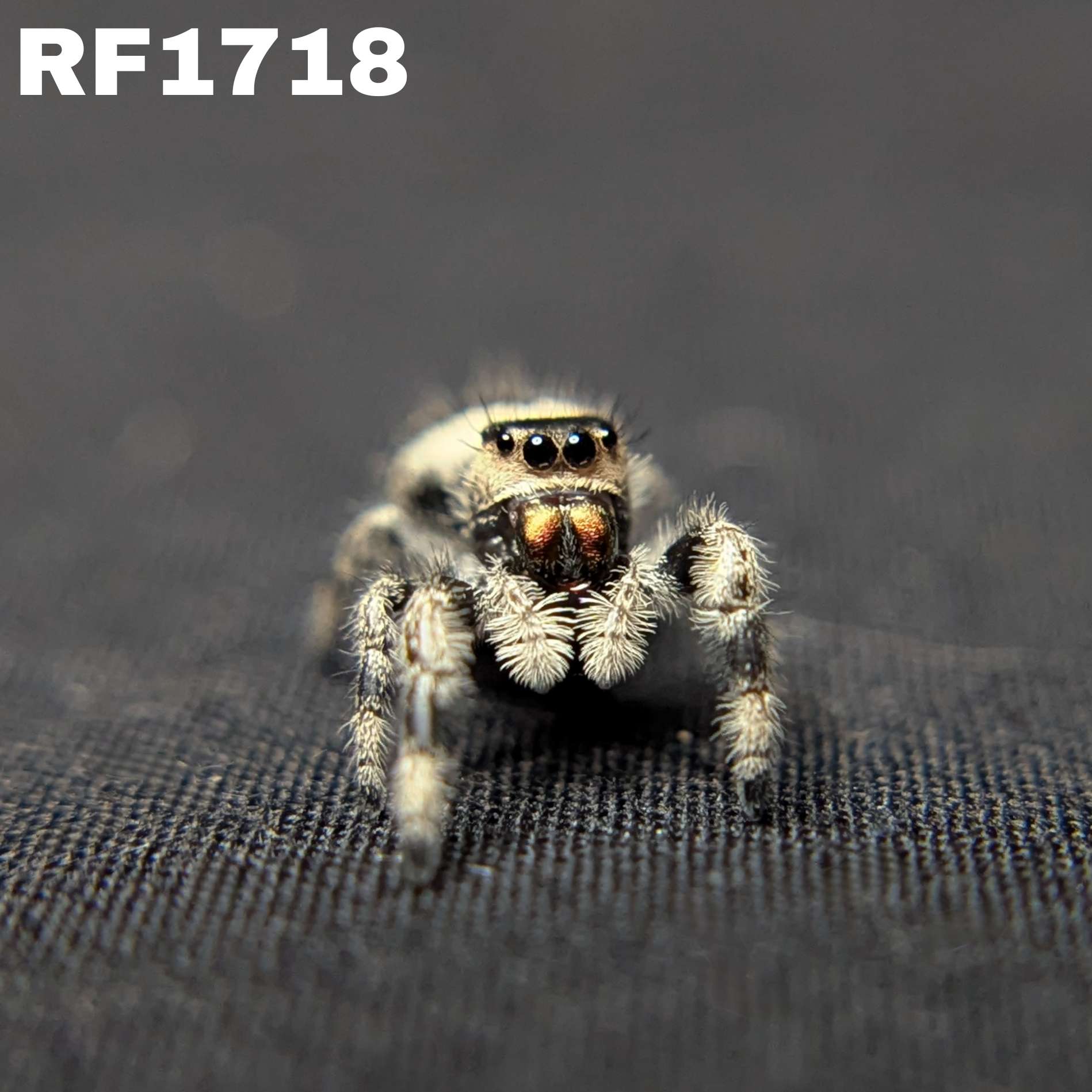 Regal Jumping Spider "Smokey"