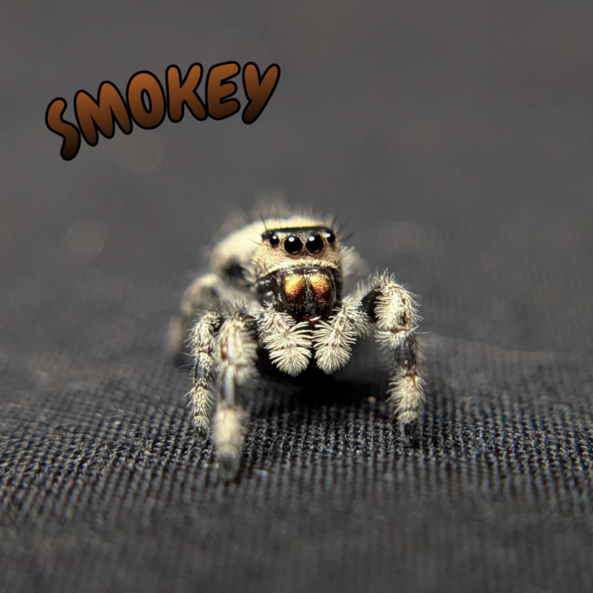 Regal Jumping Spider "Smokey"