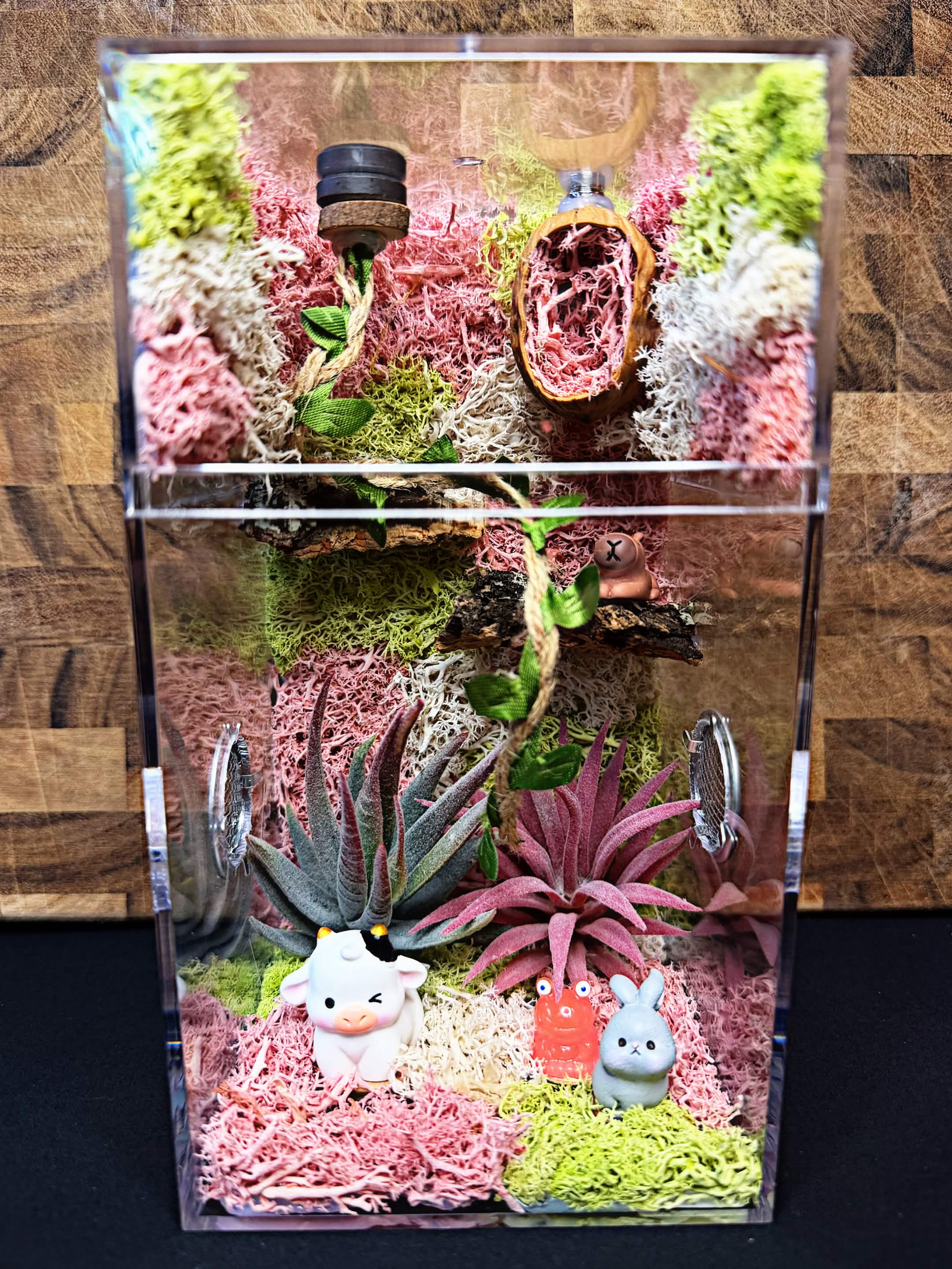 Custom Jumping Spider Enclosure