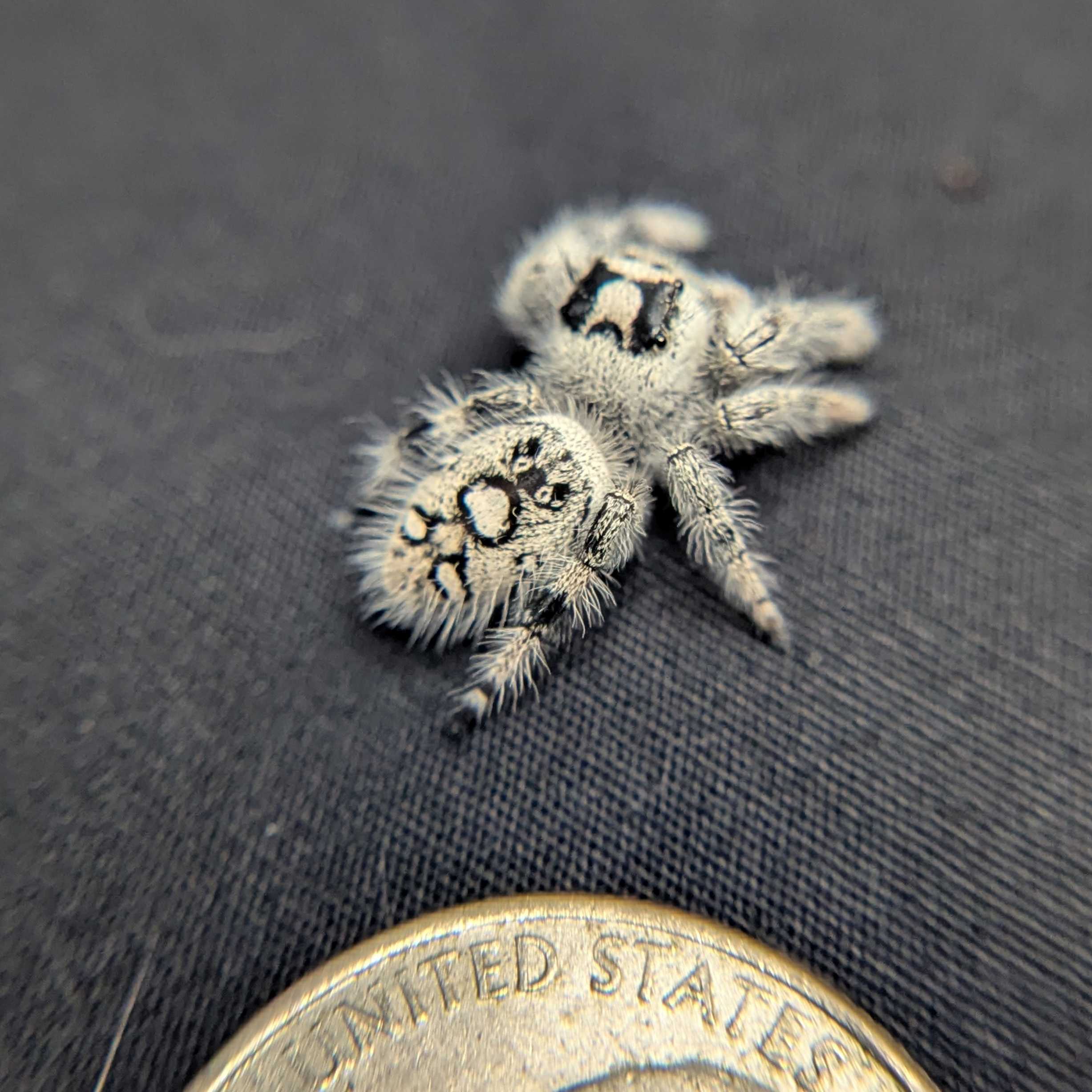 Regal Jumping Spider "Alaska” (High White)