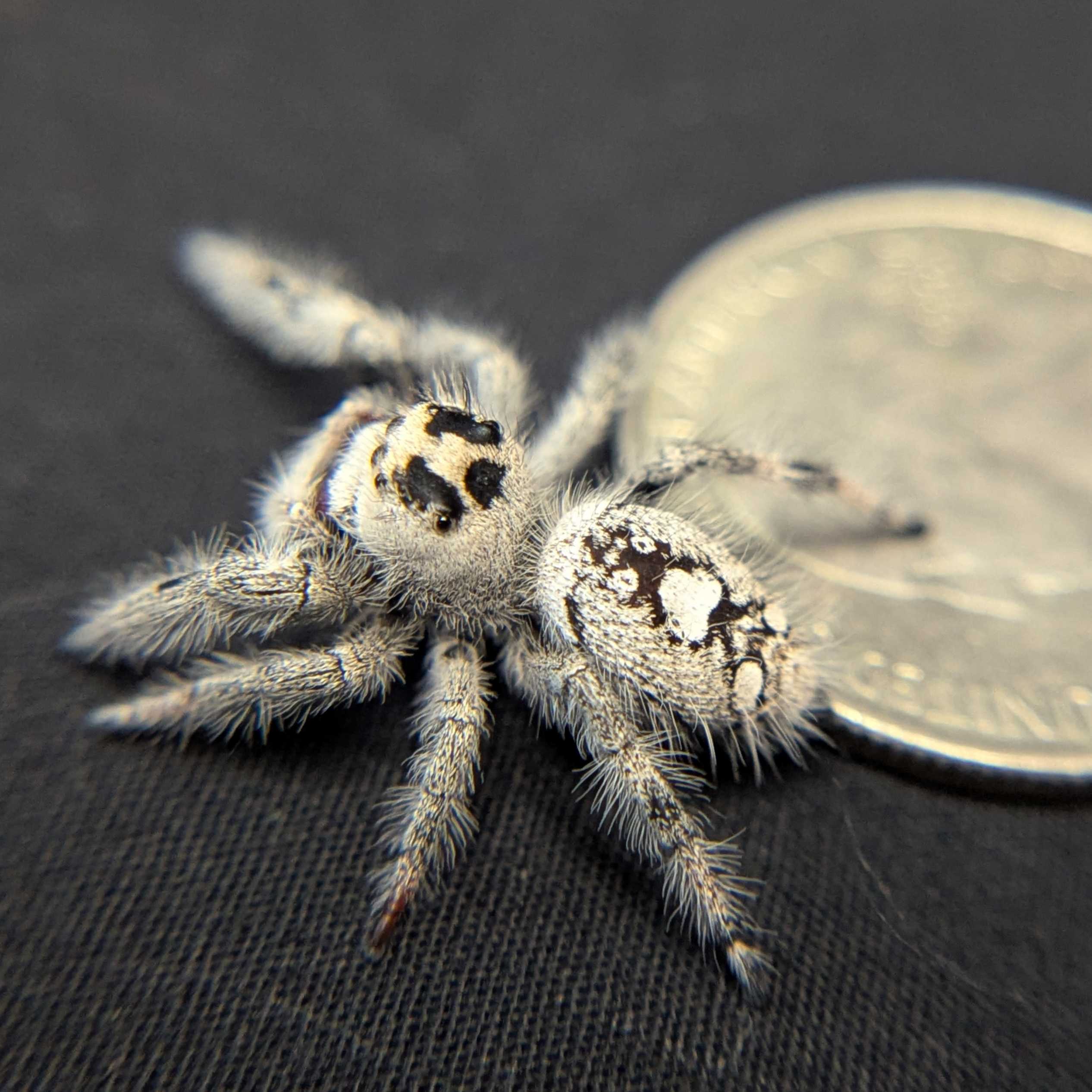Regal Jumping Spider “Blizzard” (High White)