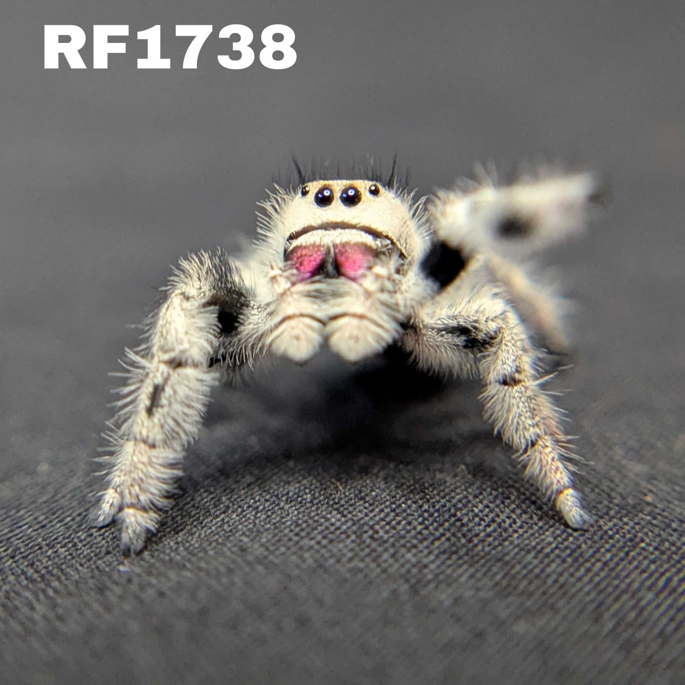 Regal Jumping Spider “Blizzard” (High White)