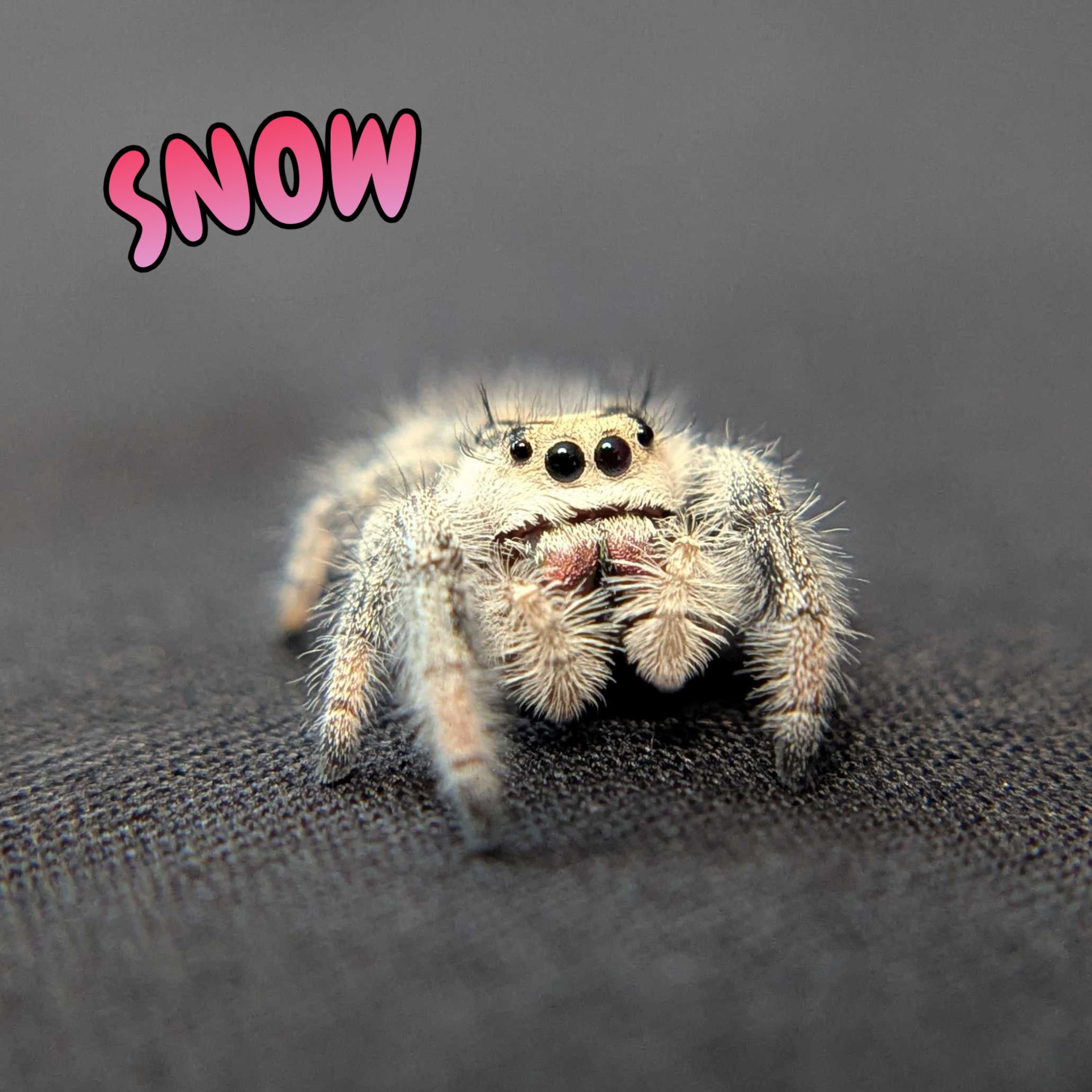 Regal Jumping Spider "Snow"
