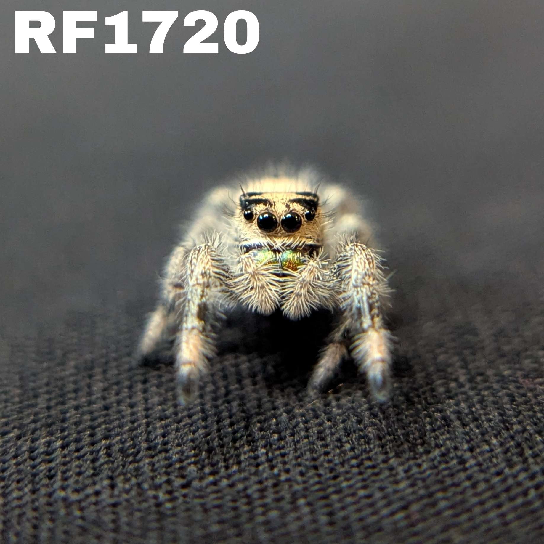 Regal Jumping Spider “Sprout”