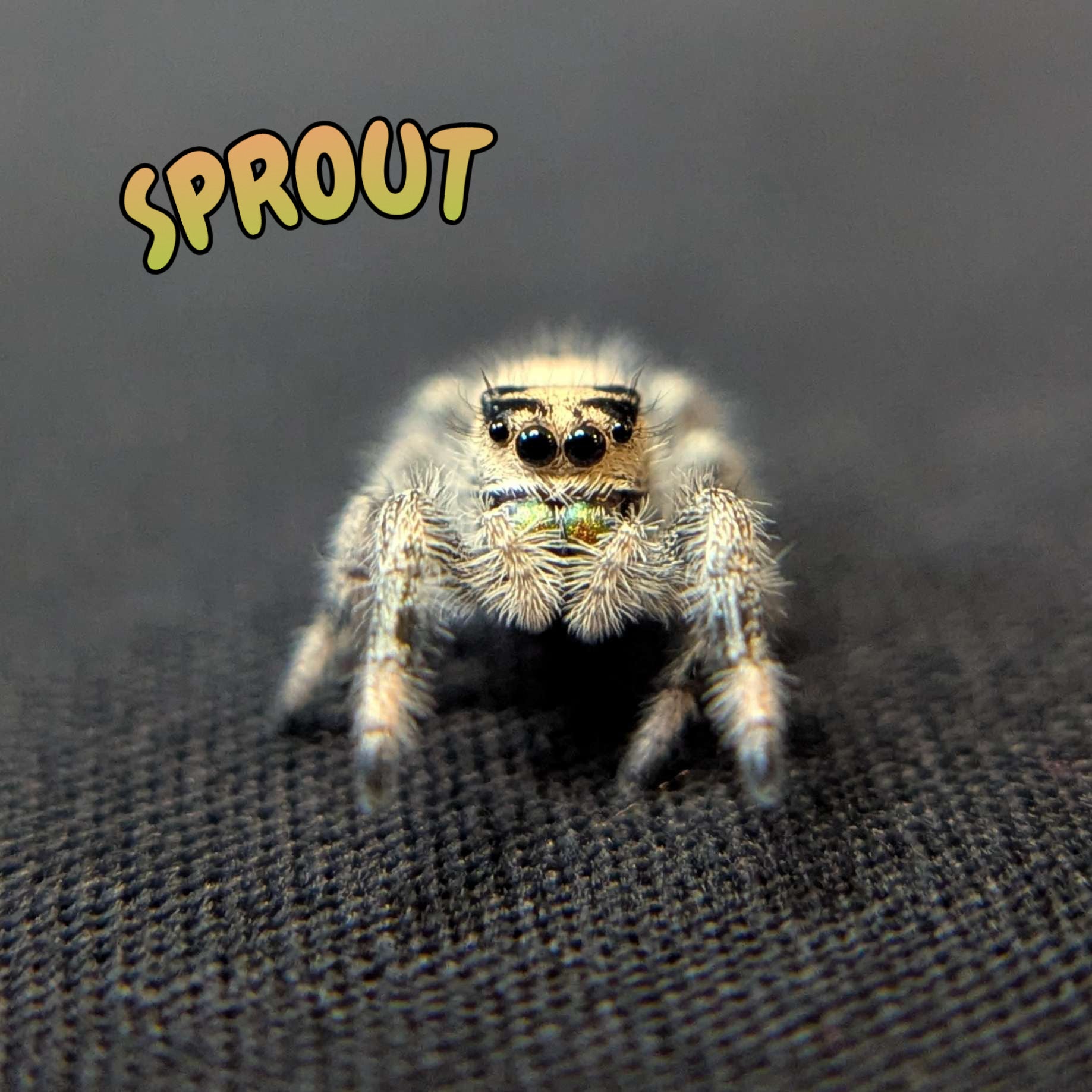 Regal Jumping Spider “Sprout”