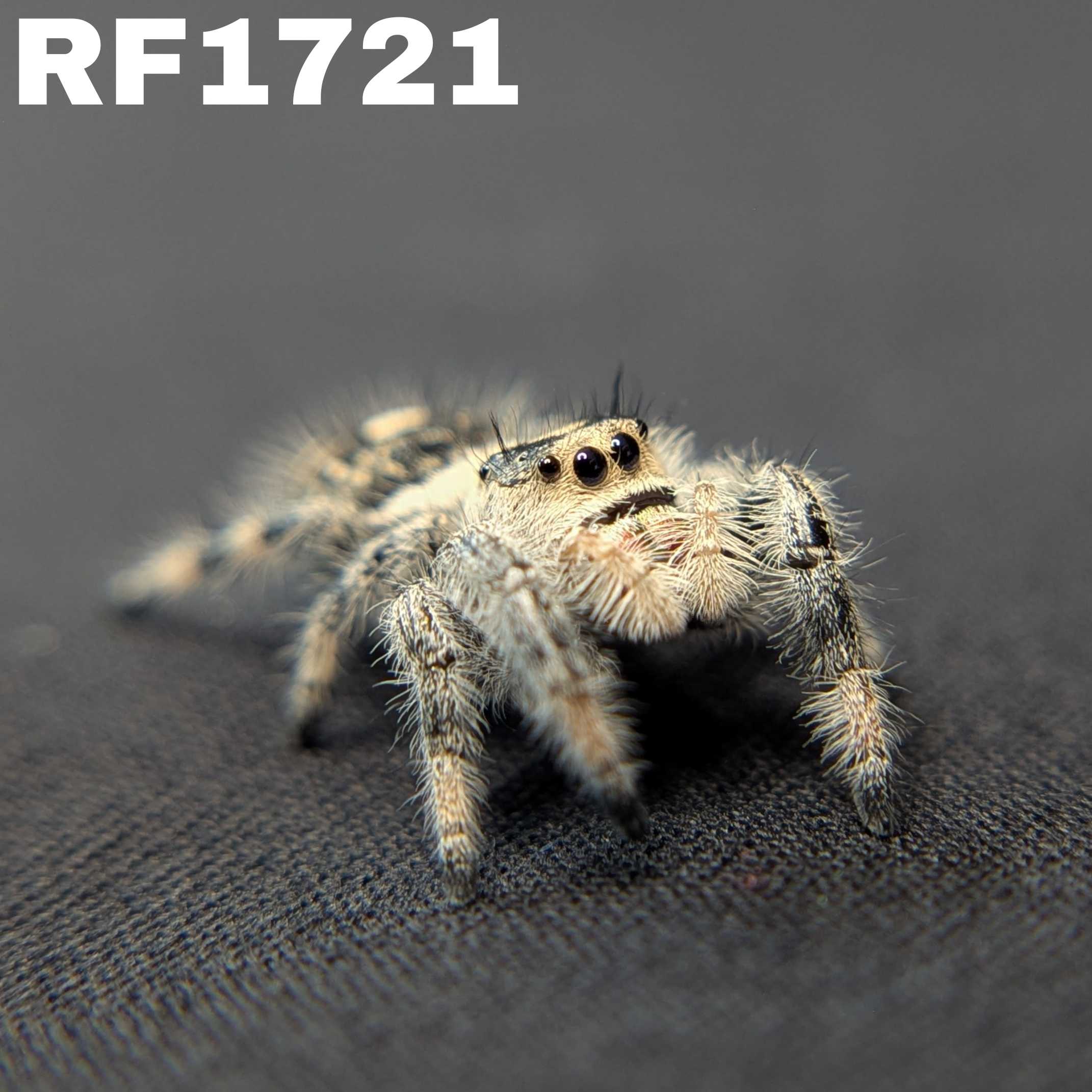 Regal Jumping Spider "Coco"