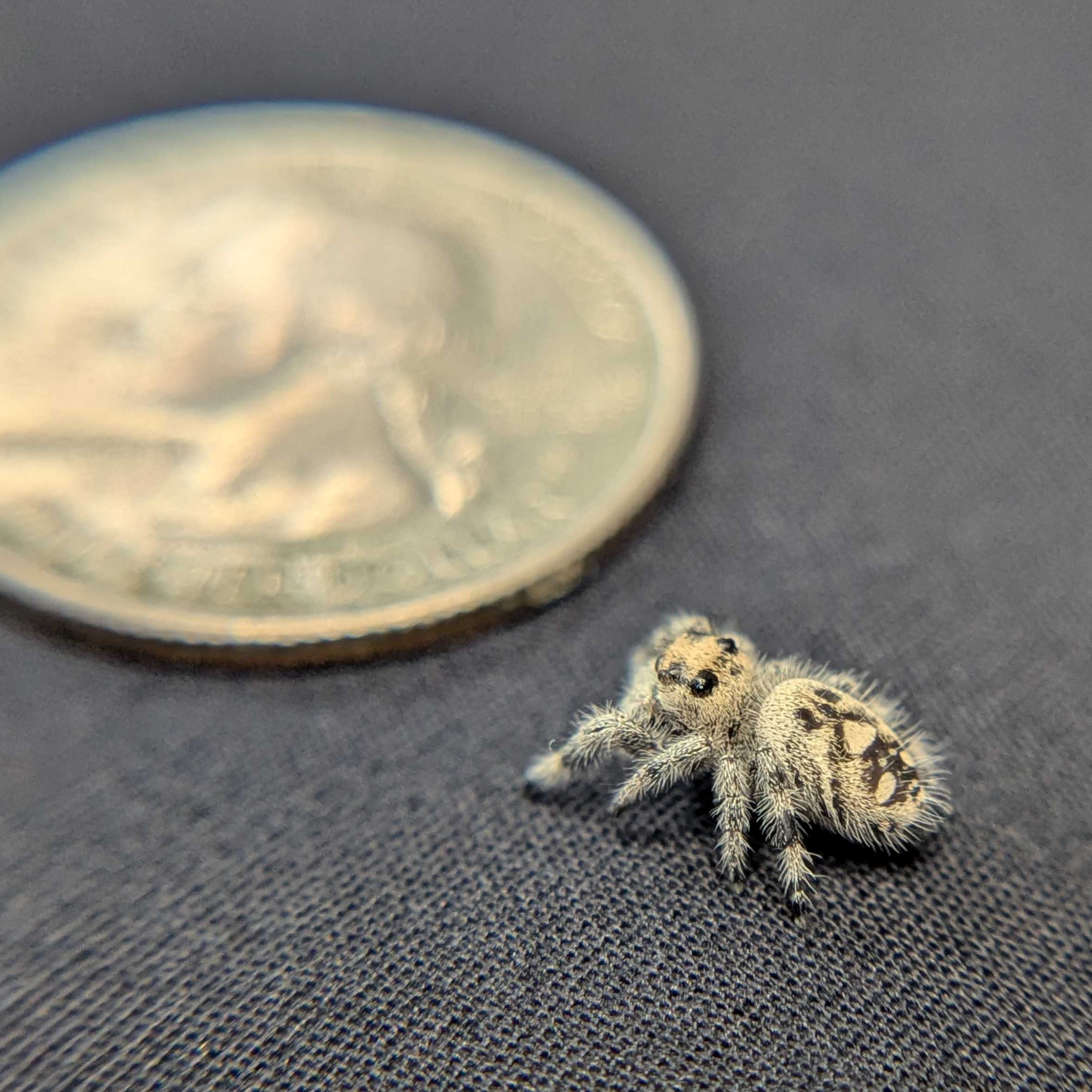 Regal Jumping Spider "Vanilla Bean”