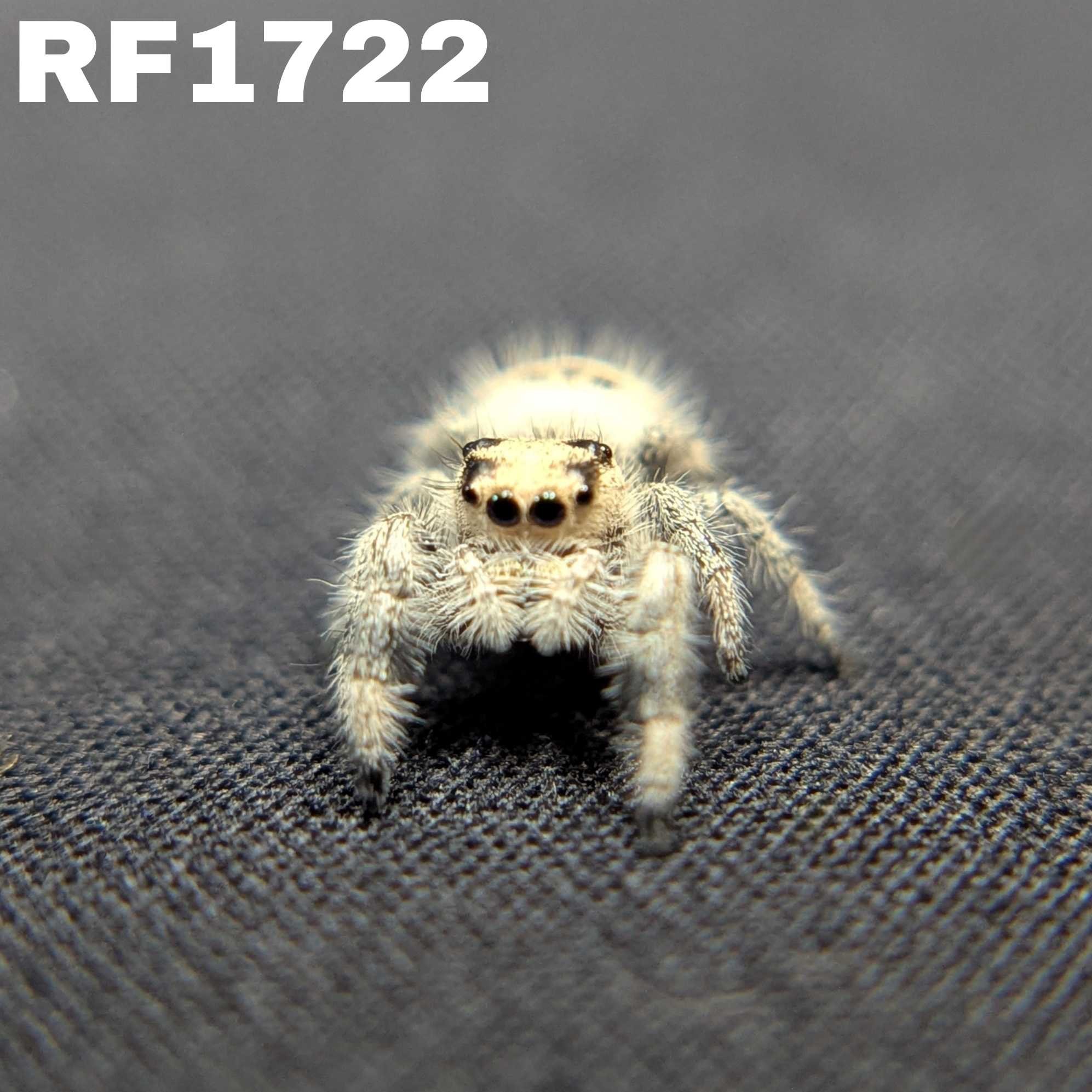 Regal Jumping Spider "Vanilla Bean”