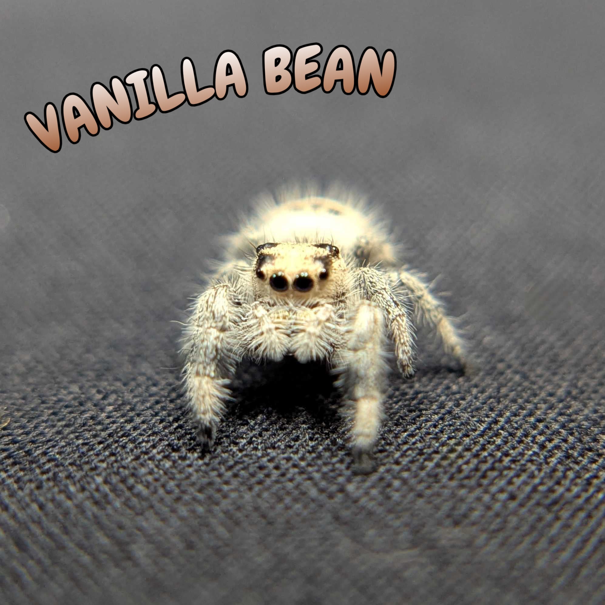 Regal Jumping Spider "Vanilla Bean”