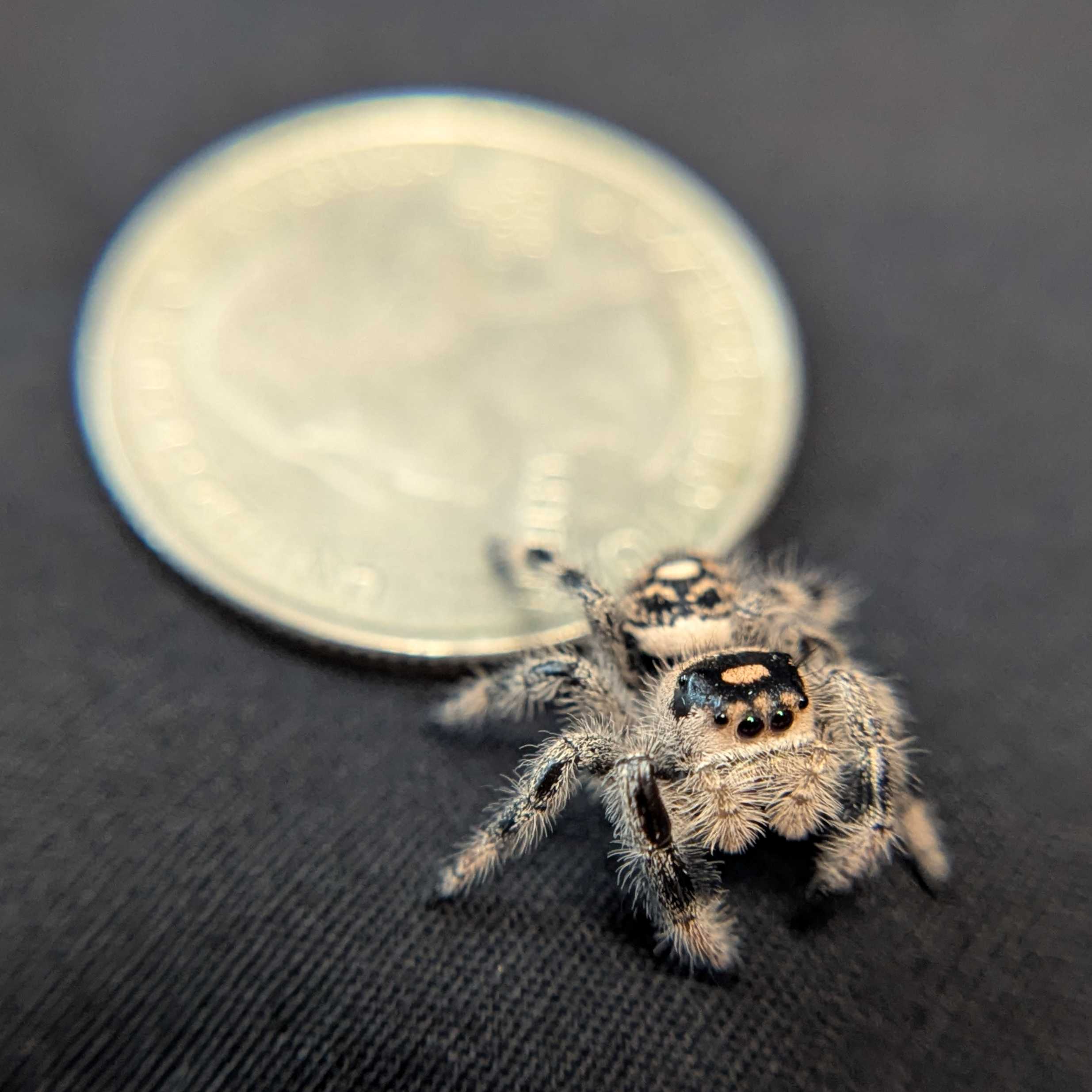 Regal Jumping Spider “Cookie Dough”