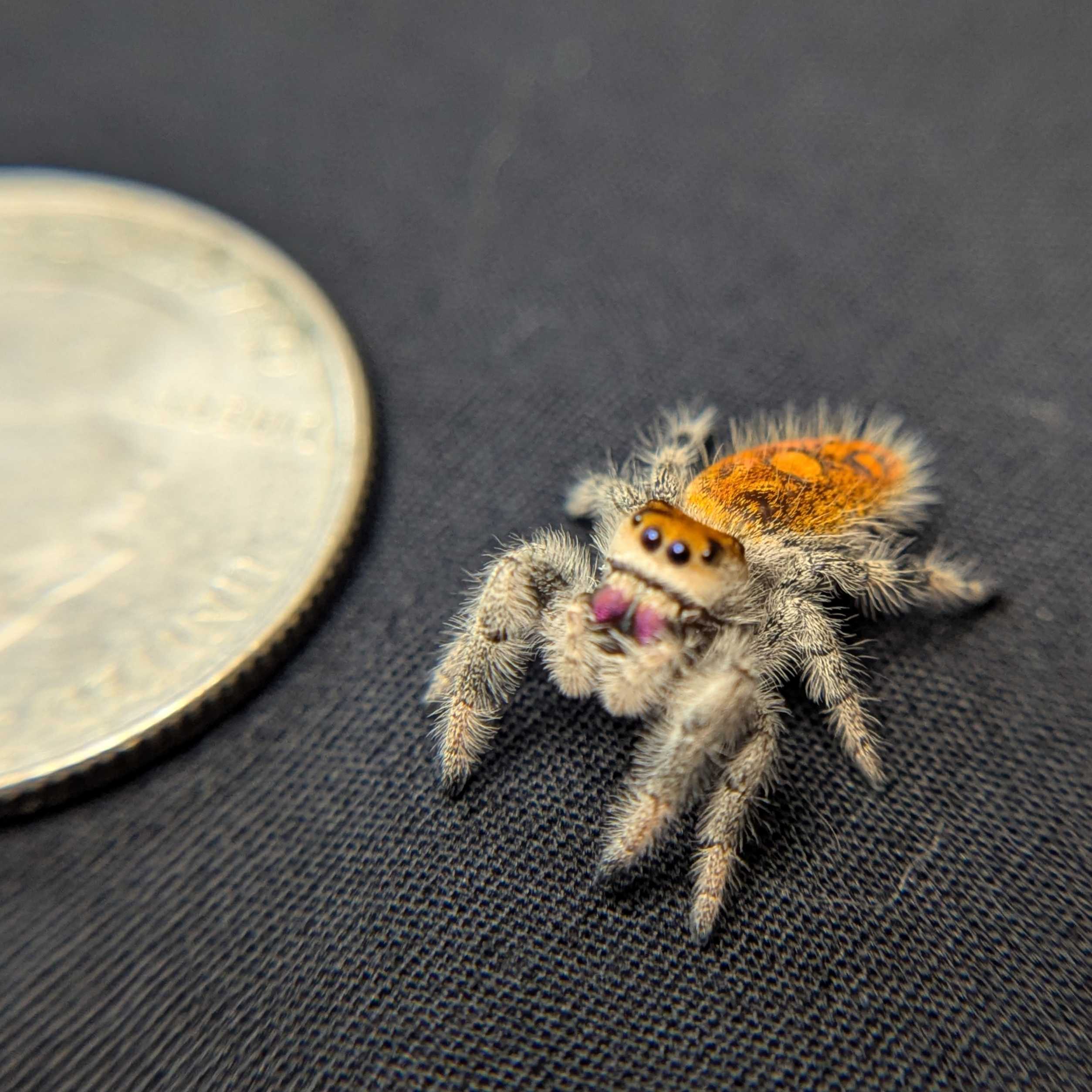 Regal Jumping Spider "Jazz"