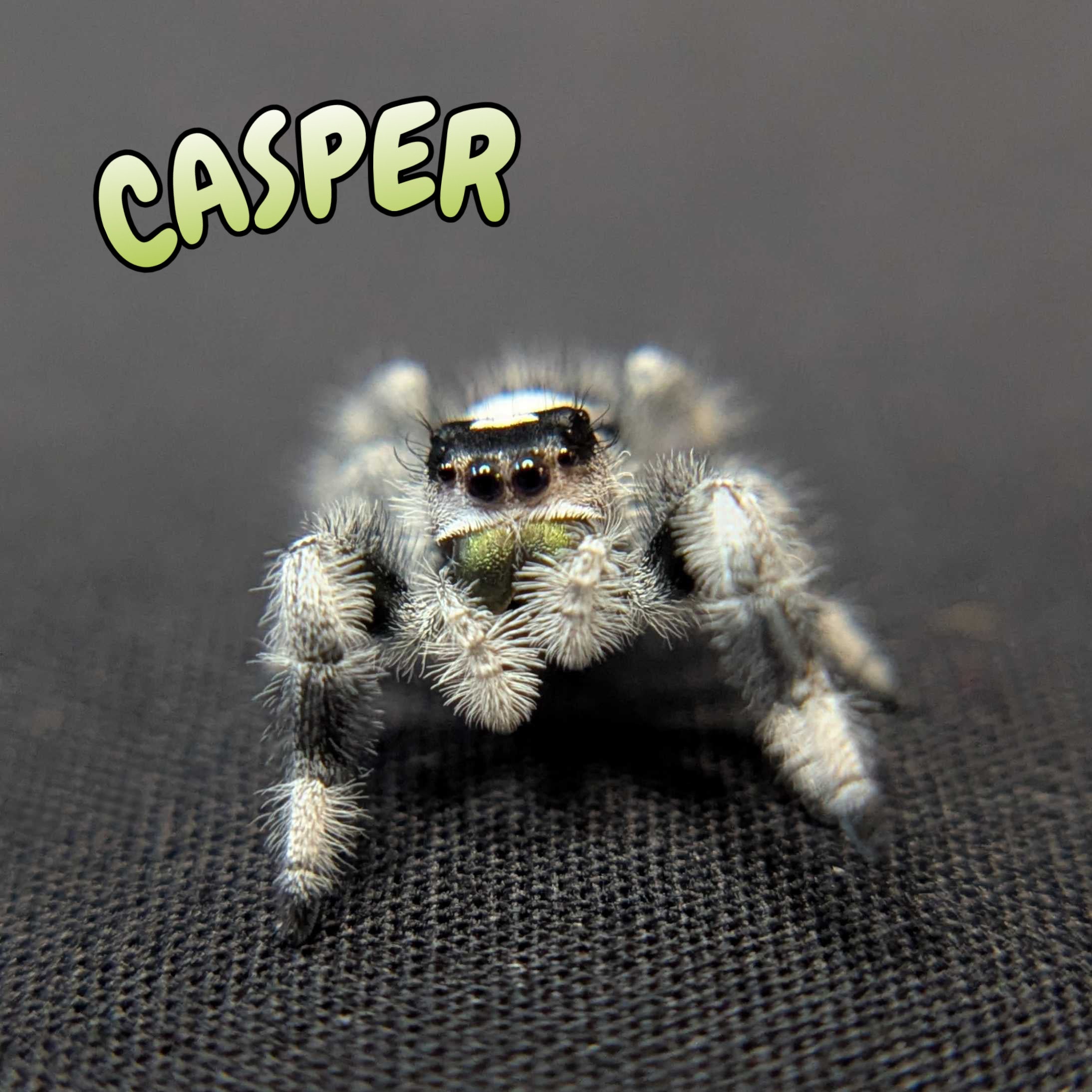 Regal Jumping Spider "Casper"