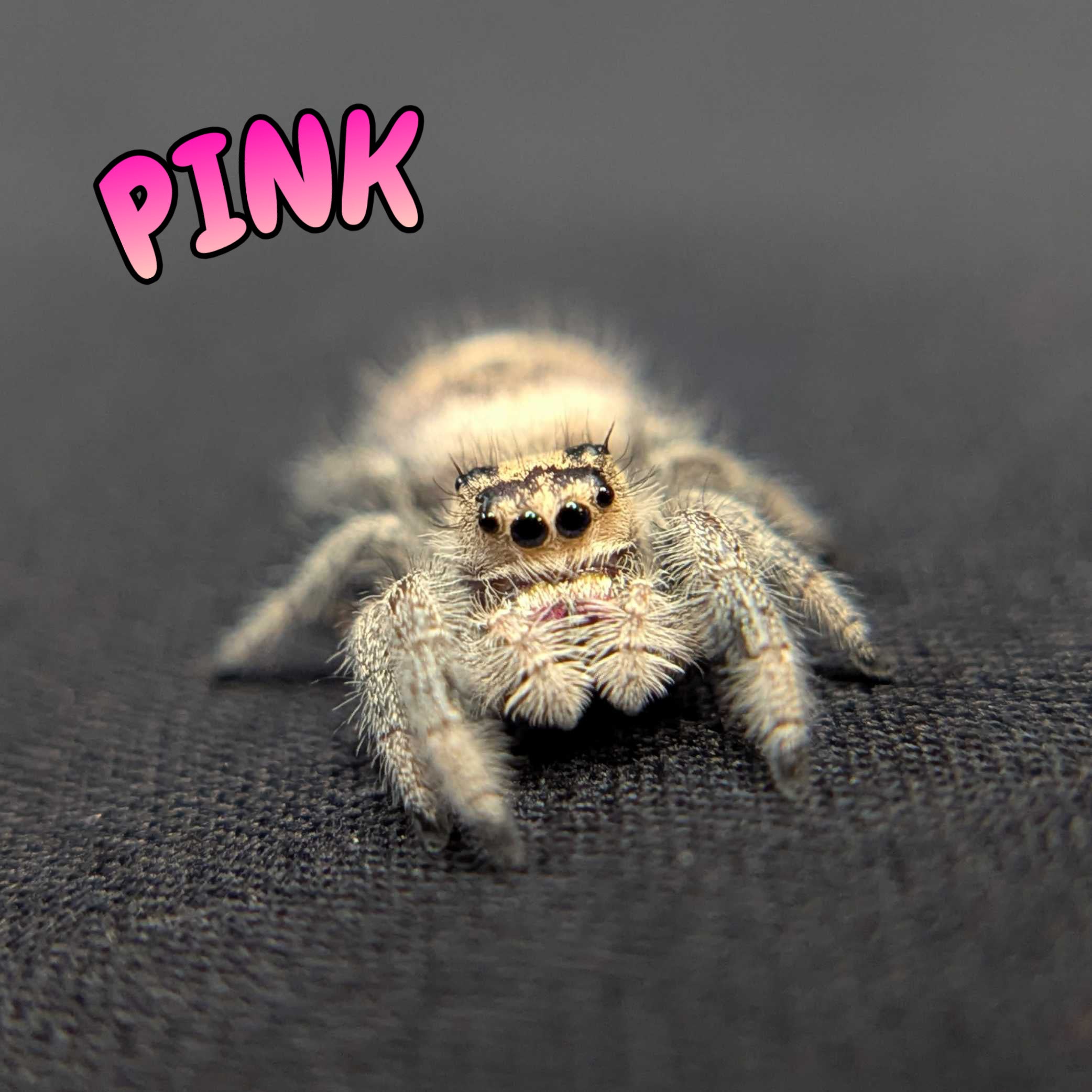 Regal Jumping Spider "Pink"