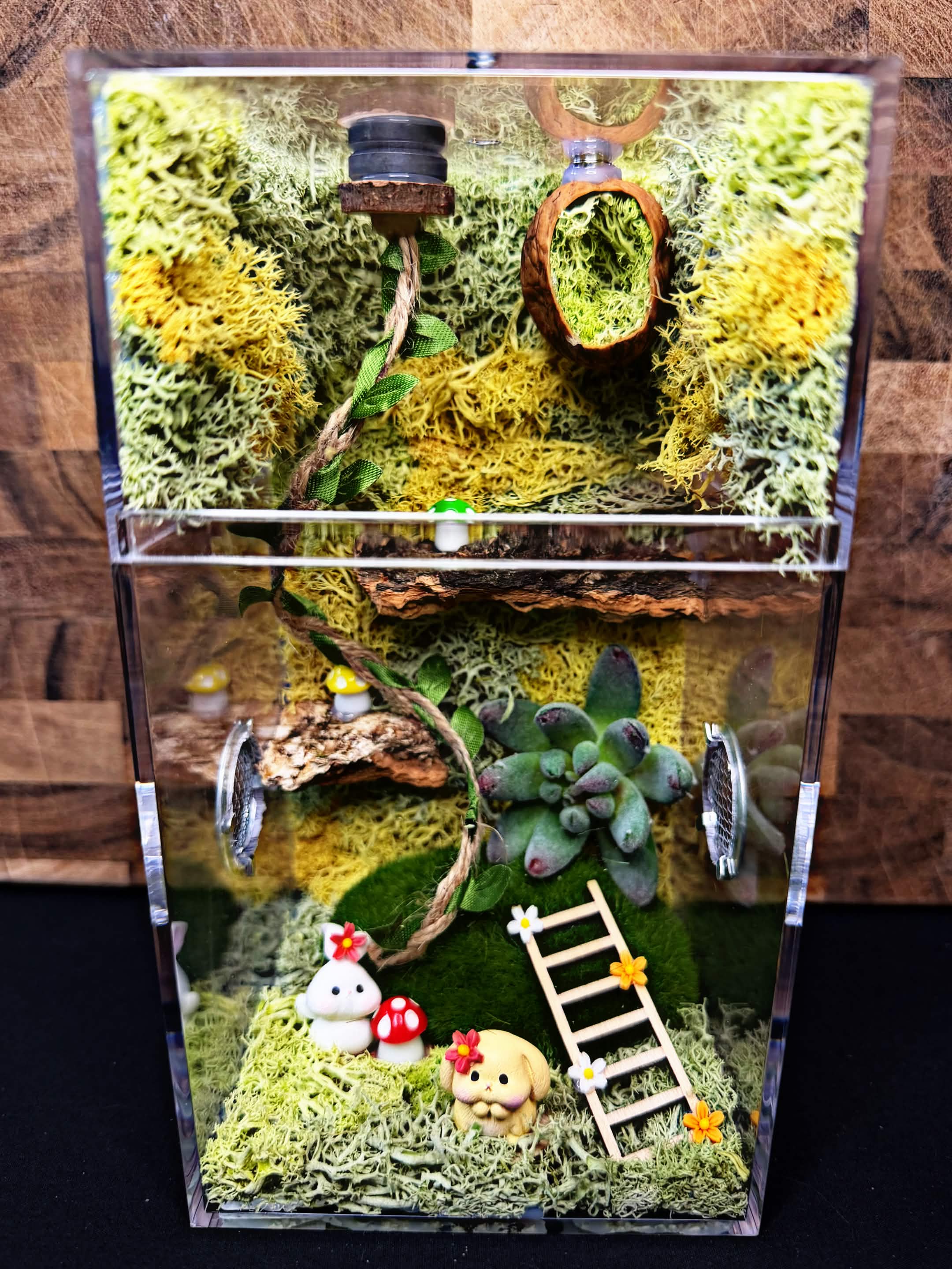 Custom Jumping Spider Enclosure