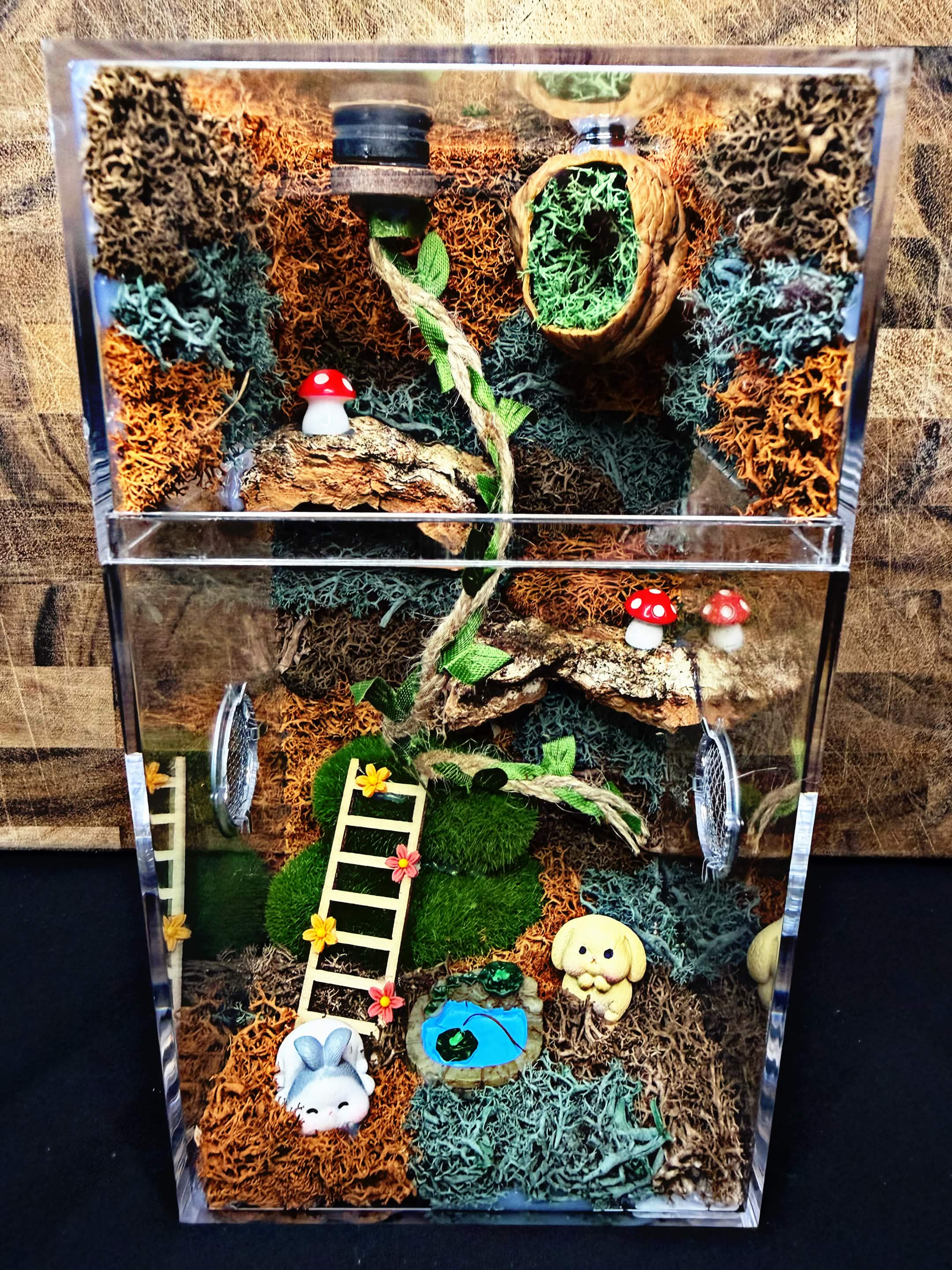 Custom Jumping Spider Enclosure